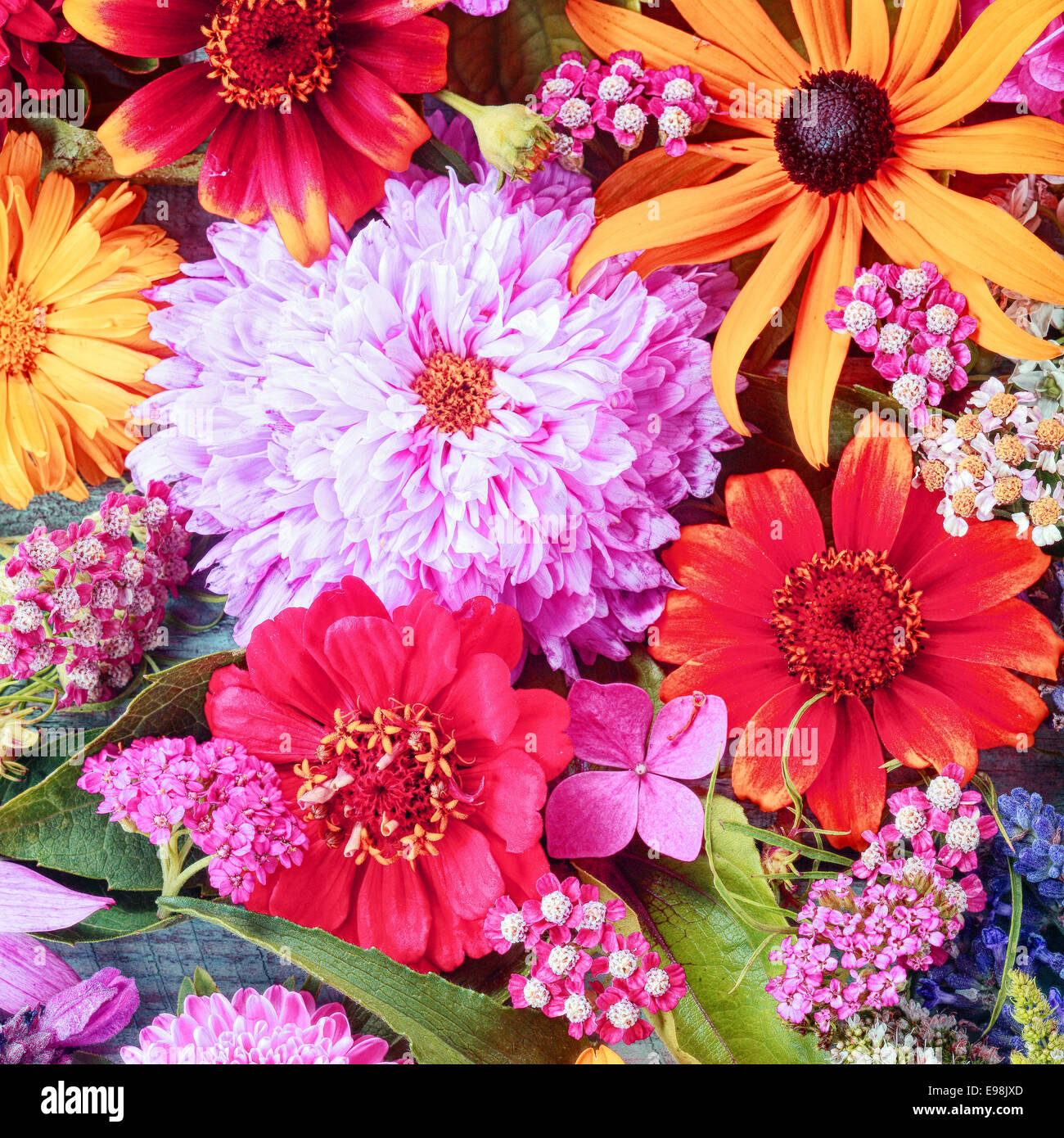 Bunte Sommer Blume Hintergrund mit einem dicht gepackten Bouquet von sortierten Blüten mit Dahlien und lebendige Gerbera Gänseblümchen im quadratischen Format für einen festlichen Anlass Stockfoto