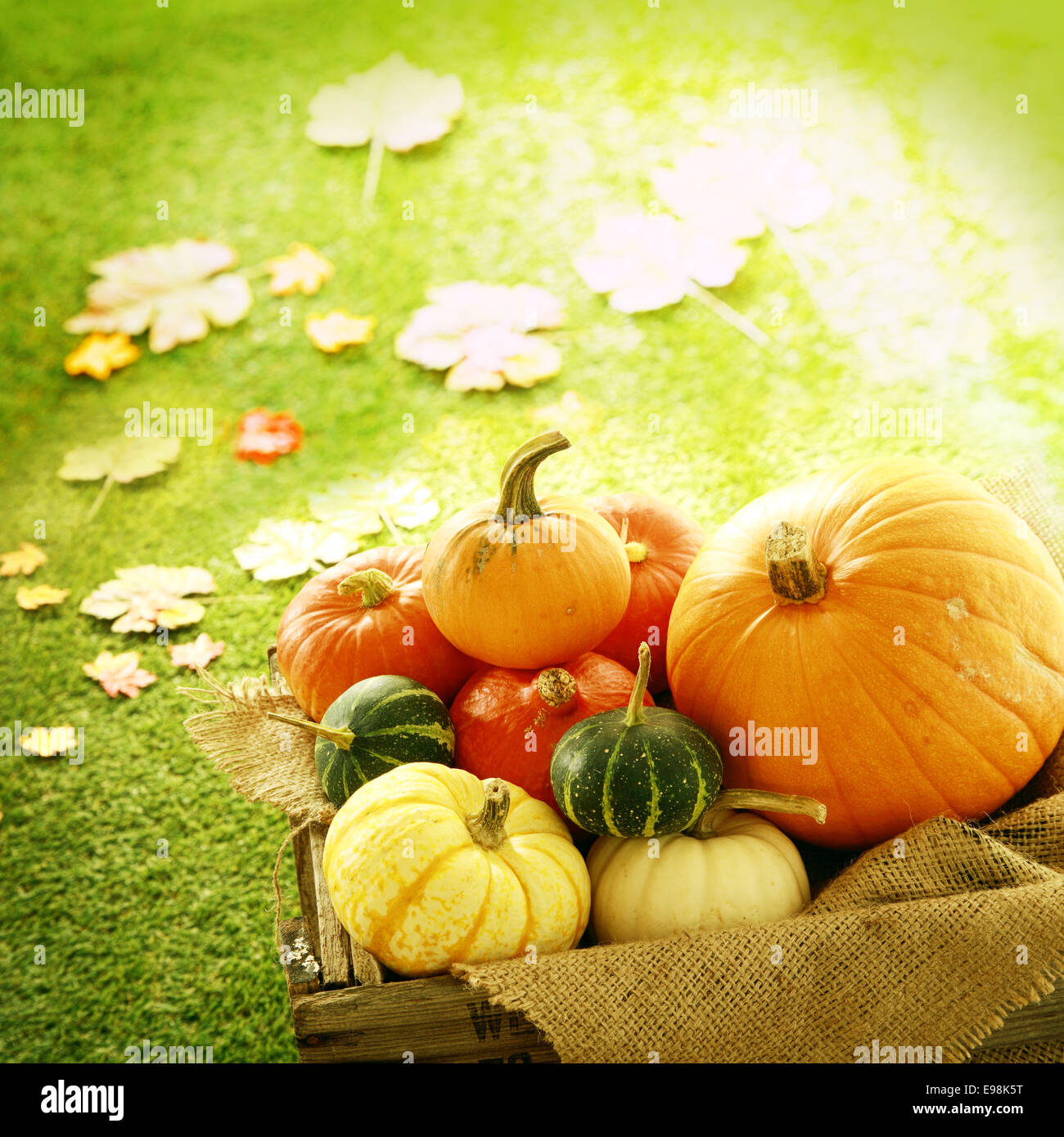 Quadratisches Bild der Kürbisse und Kalebassen in Holzkiste mit Herbst Blätter auf Boden Stockfoto