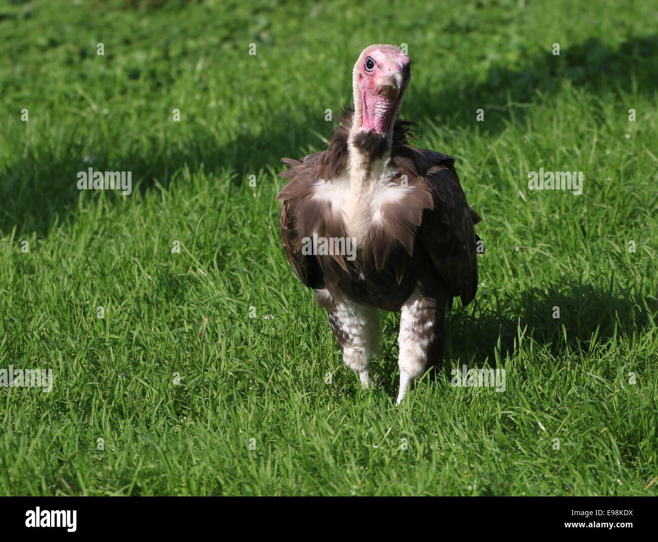 Afrikanische Hooded Vulture (Necrosyrtes Monachus) Stockfoto