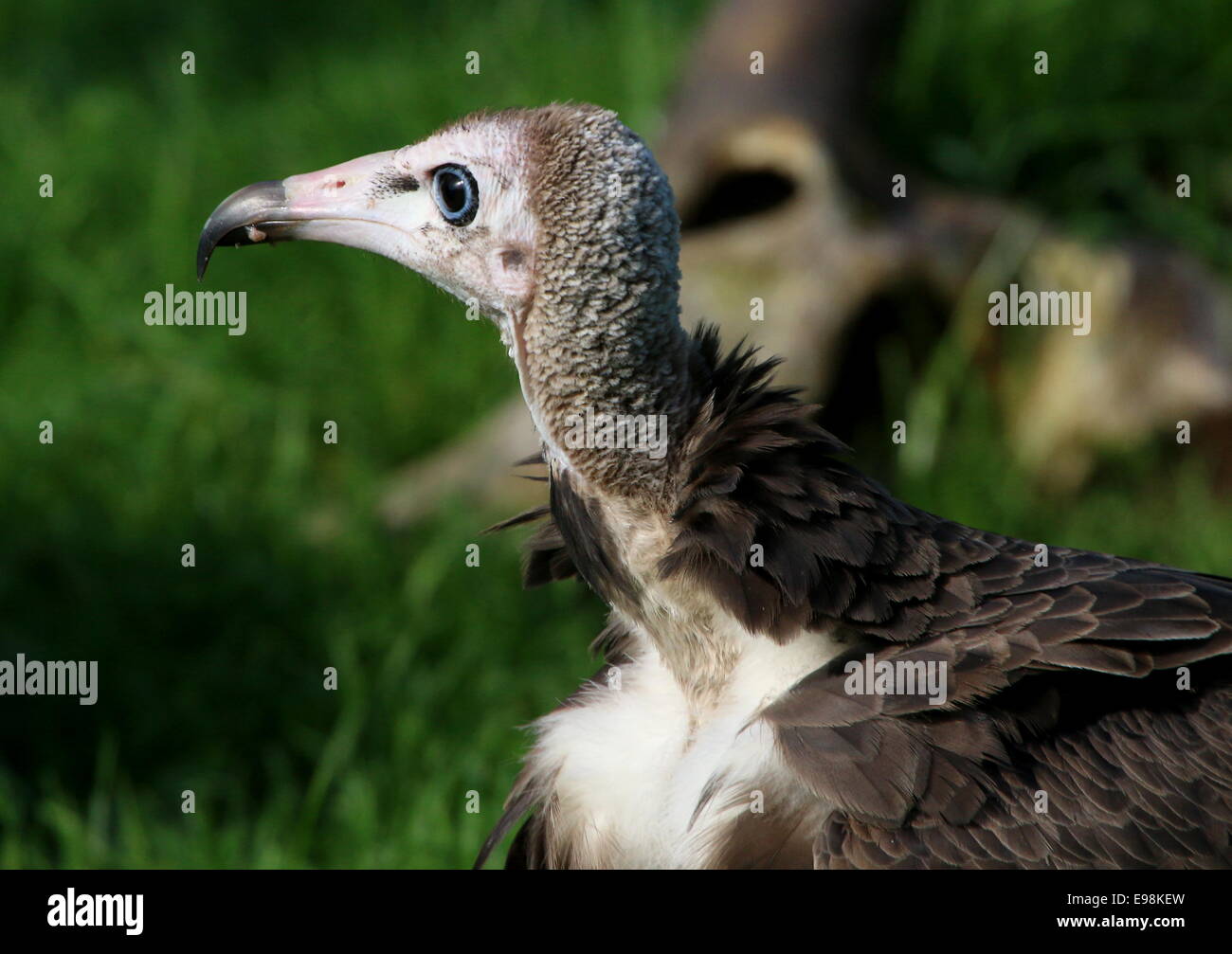 Juvenile afrikanischen Hooded Vulture (Necrosyrtes Monachus), Nahaufnahme des Kopfes Stockfoto