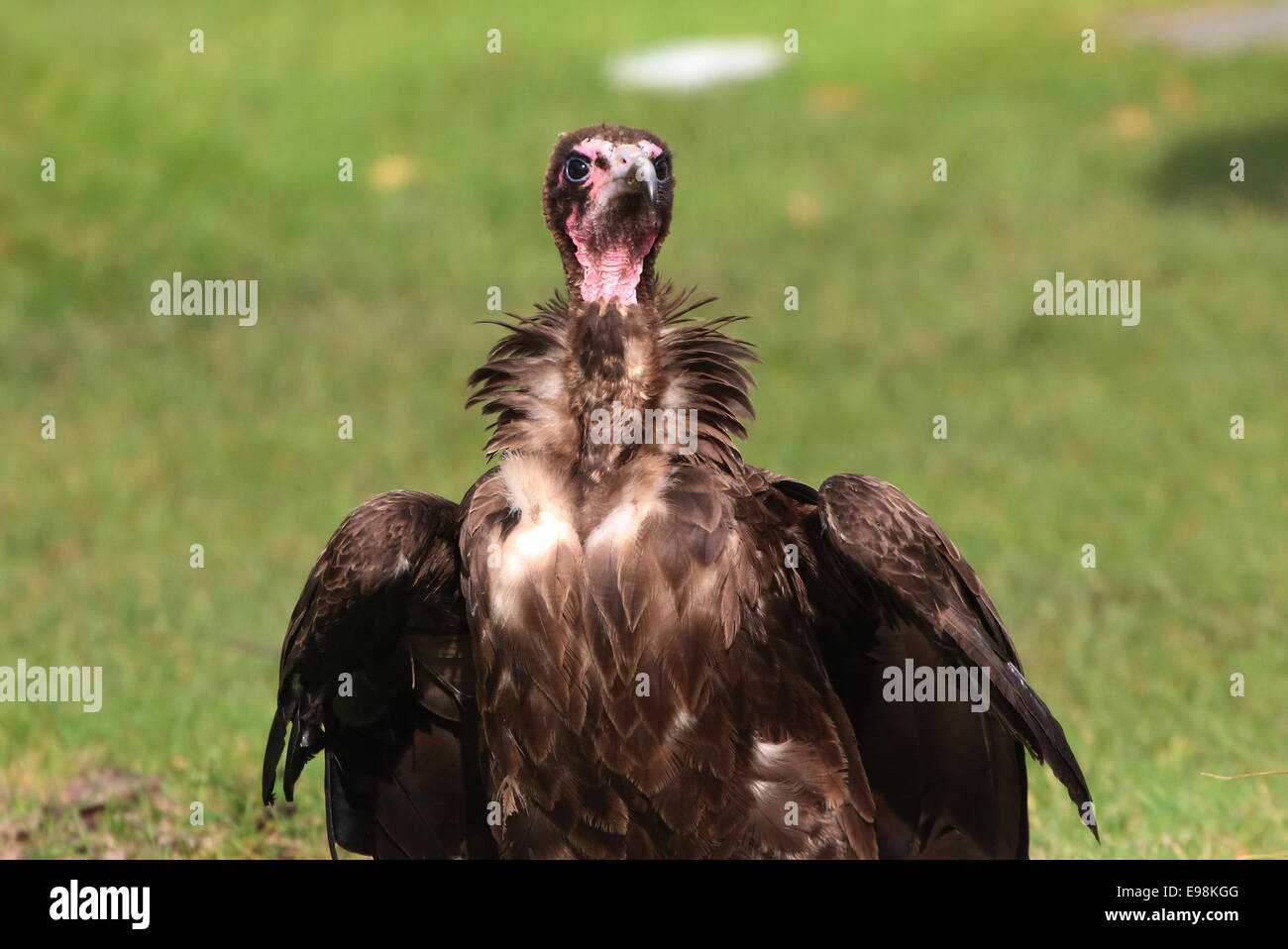 Afrikanische Hooded Vulture (Necrosyrtes Monachus), frontaler pose, Oberkörper und Kopf Stockfoto