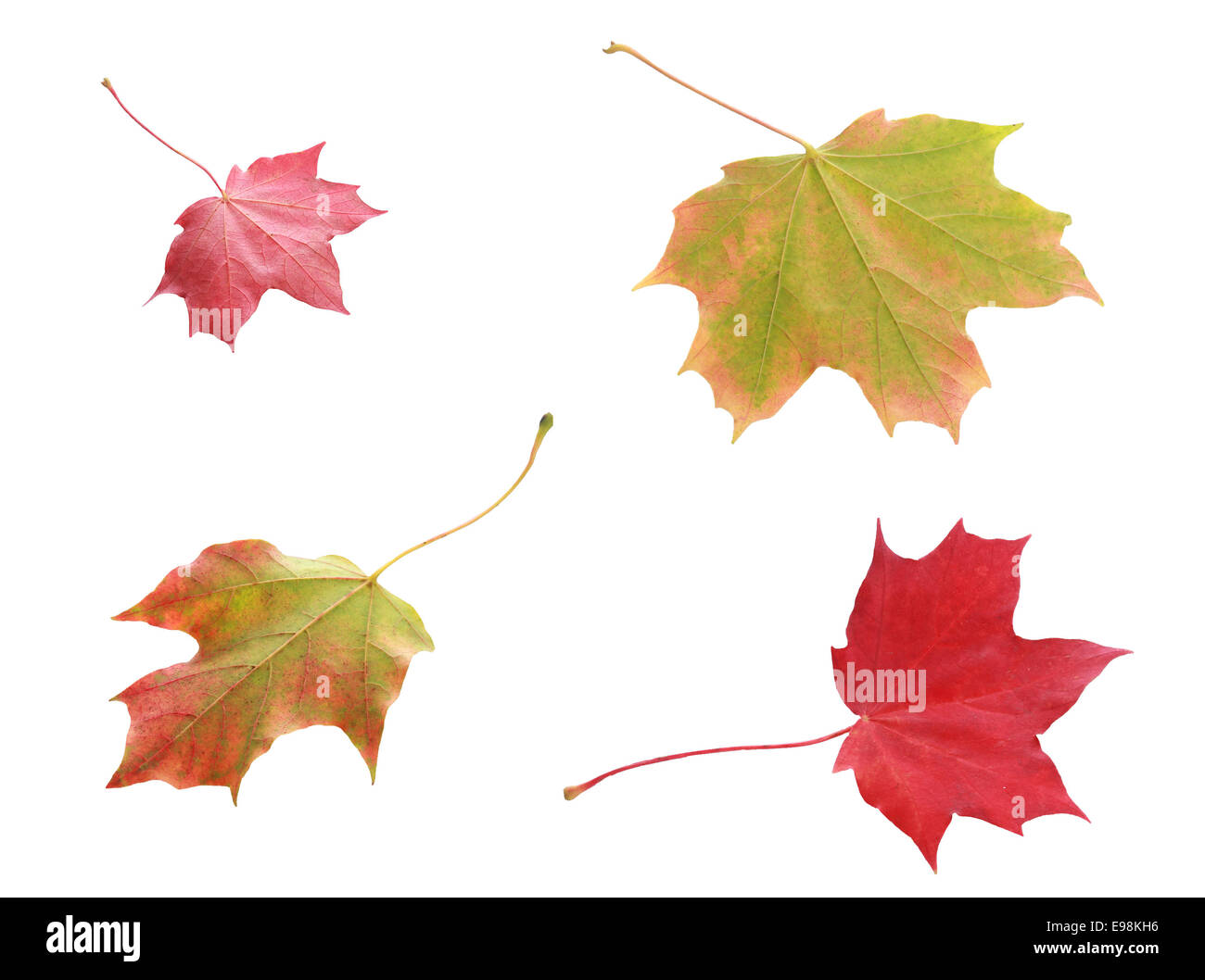 Vier bunte bunte Herbstblätter gesehen von oben und unten in den Farben rot und Grün zeigt die wechselnden Farben mit der Änderung in der Saison, isoliert auf weiss Stockfoto