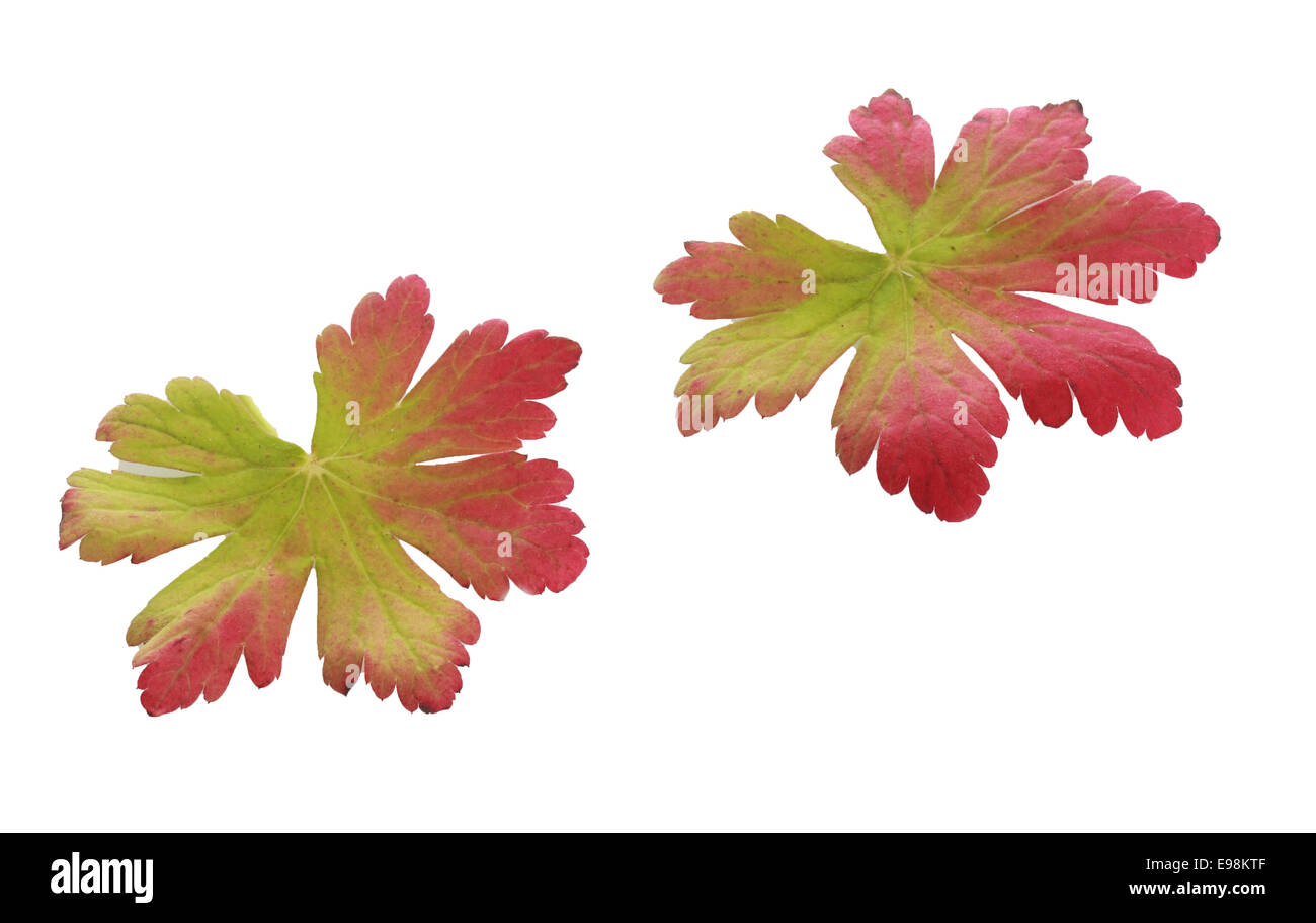 Zwei bunte bicolor Herbstlaub zeigt die Veränderung von Grün auf rot mit wechselnden Witterung und Jahreszeit isoliert auf weiss Stockfoto