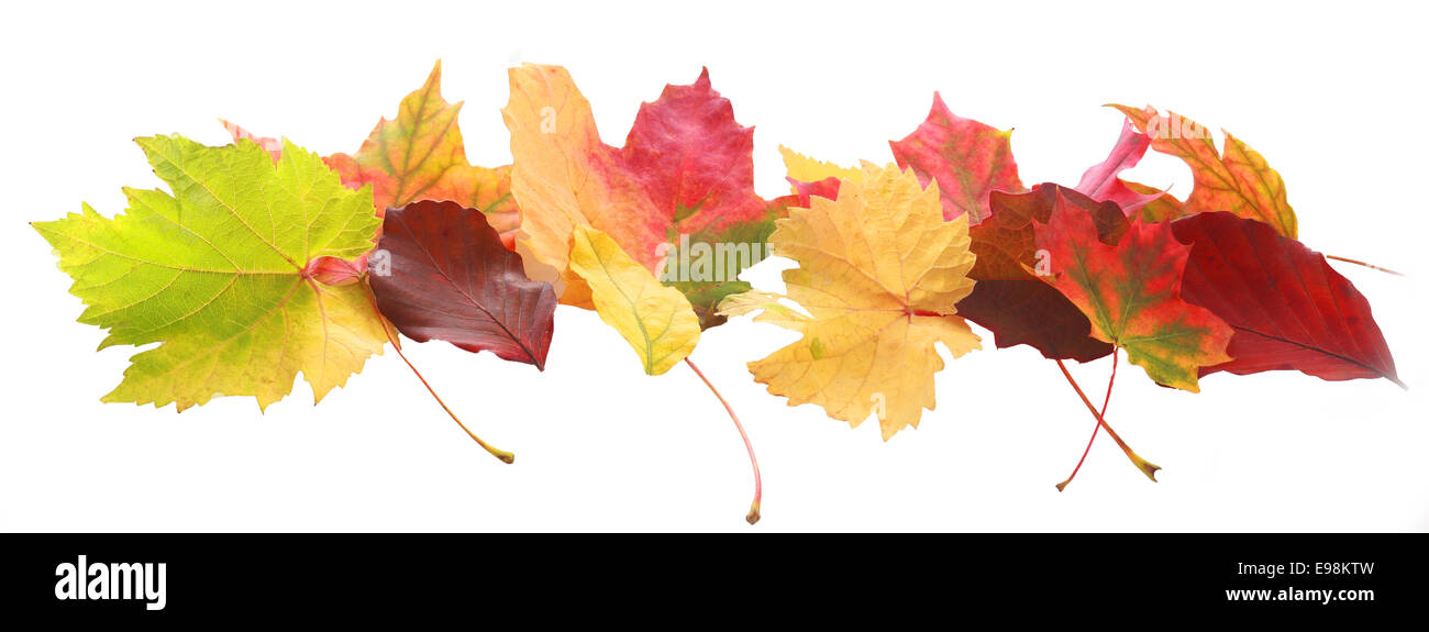 Horizontale Banner des bunten Herbstes oder Herbstlaub von unterschiedlichen Farben und Formen zeigen die Wechsel der Jahreszeiten in einer dekorativen Reihe isoliert auf weiss angeordnet Stockfoto