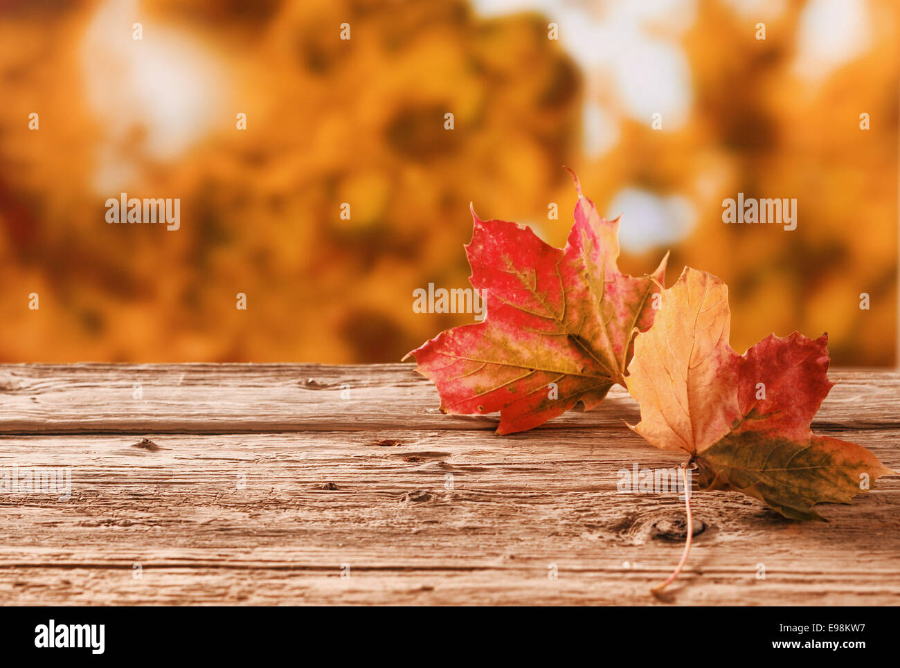 Zwei rote und orange Herbstlaub auf einem rustikalen Tisch im Freien zeigt die wechselnden Farben mit dem Wechsel der Jahreszeiten vor dem Hintergrund eines Herbst-Garten mit goldenen orange Laub mit Exemplar Stockfoto