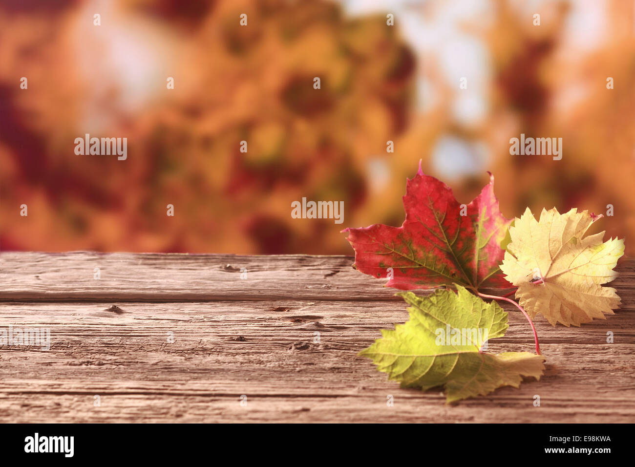 Drei Blätter im Herbst in rot, gelb und Grün zeigt die bunte Palette der Herbstsaison liegen auf einem alten verwitterten Holztisch vor dem Hintergrund einer kupferfarbenen Herbstlaub mit Exemplar Stockfoto