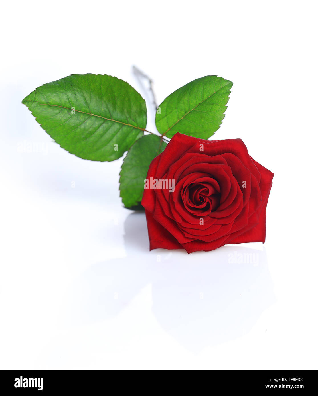 Eine rote Rose isoliert auf weißem Hintergrund Stockfoto