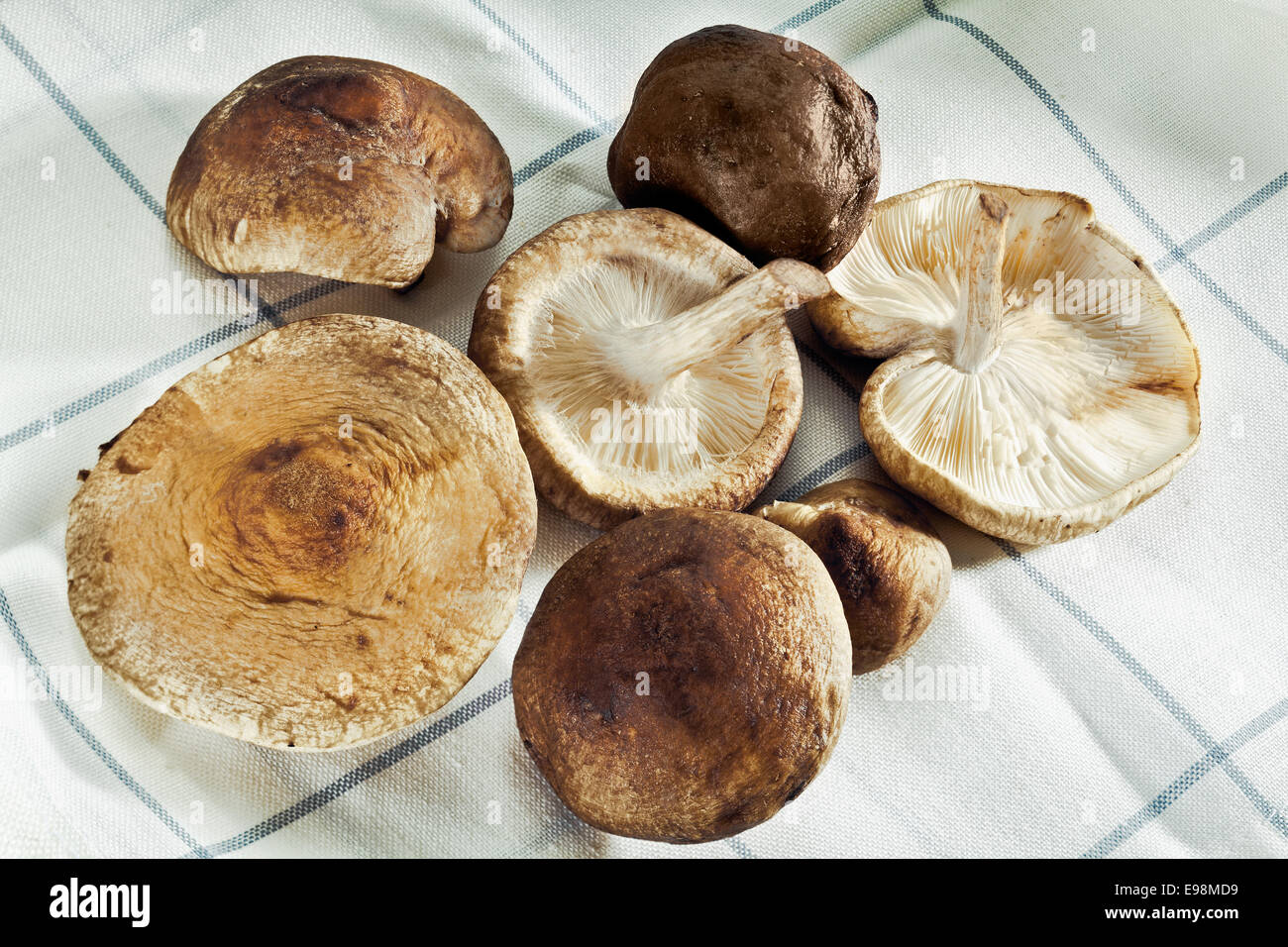 Shitake Pilze auf einem Handtuch für Bio-Lebensmittel-Konzepte Stockfoto