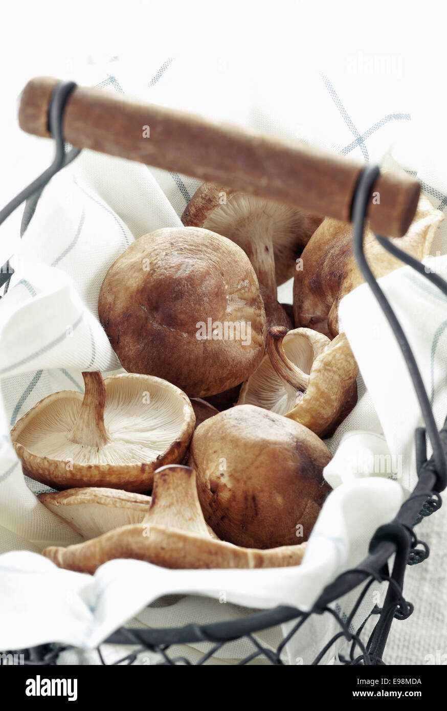 Shitake Pilze in einem Korb für Bio-Lebensmittel-Konzepte Stockfoto