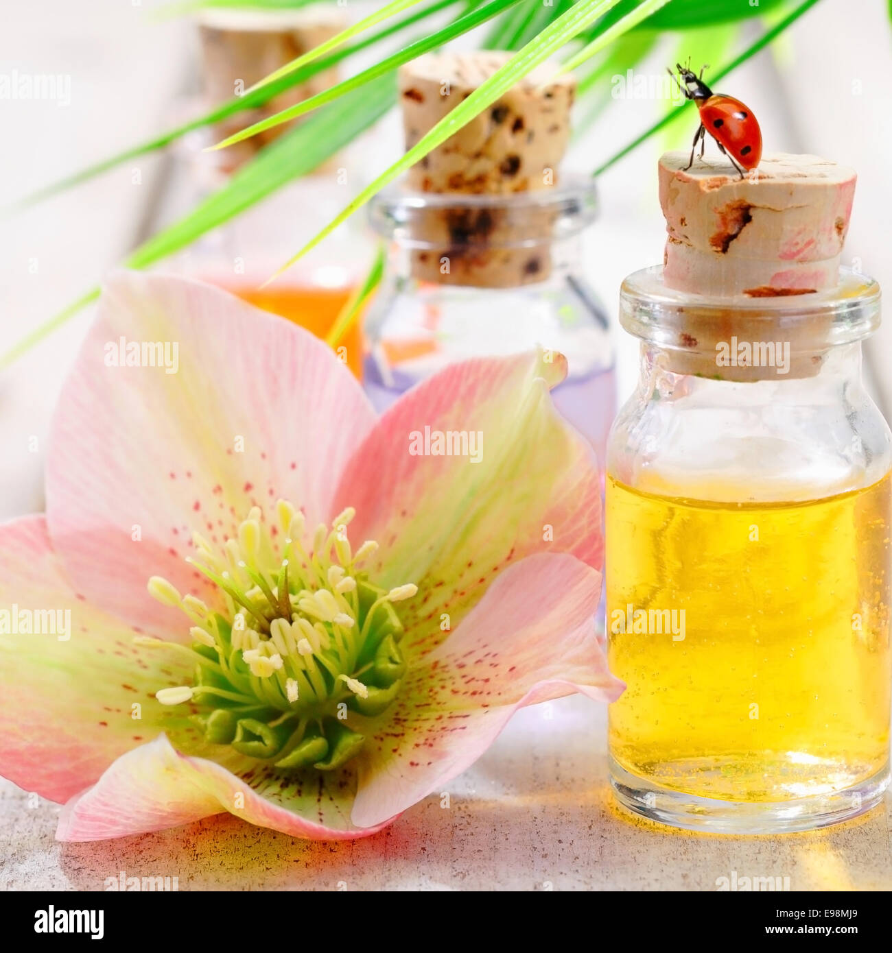 Aromatherapie-Spa-Behandlung mit einem schönen rosa Blume und kleine Glasflasche golden ätherisches Öl mit einem Marienkäfer auf den Korken Stockfoto