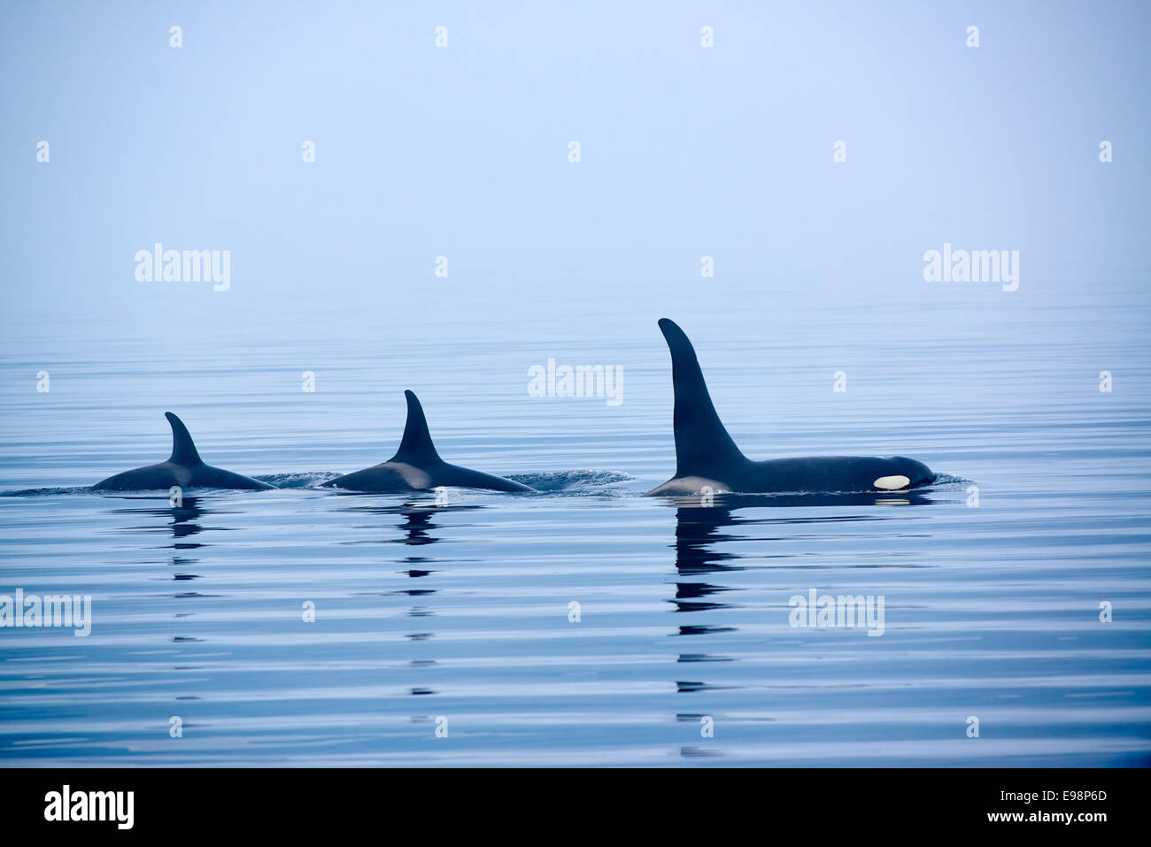 Drei Schwertwale mit riesigen rückenflossen, Whale Watching, Johnstone Strait, Broughton Archipel, Vancouver Island, British Columbia, Kanada Stockfoto