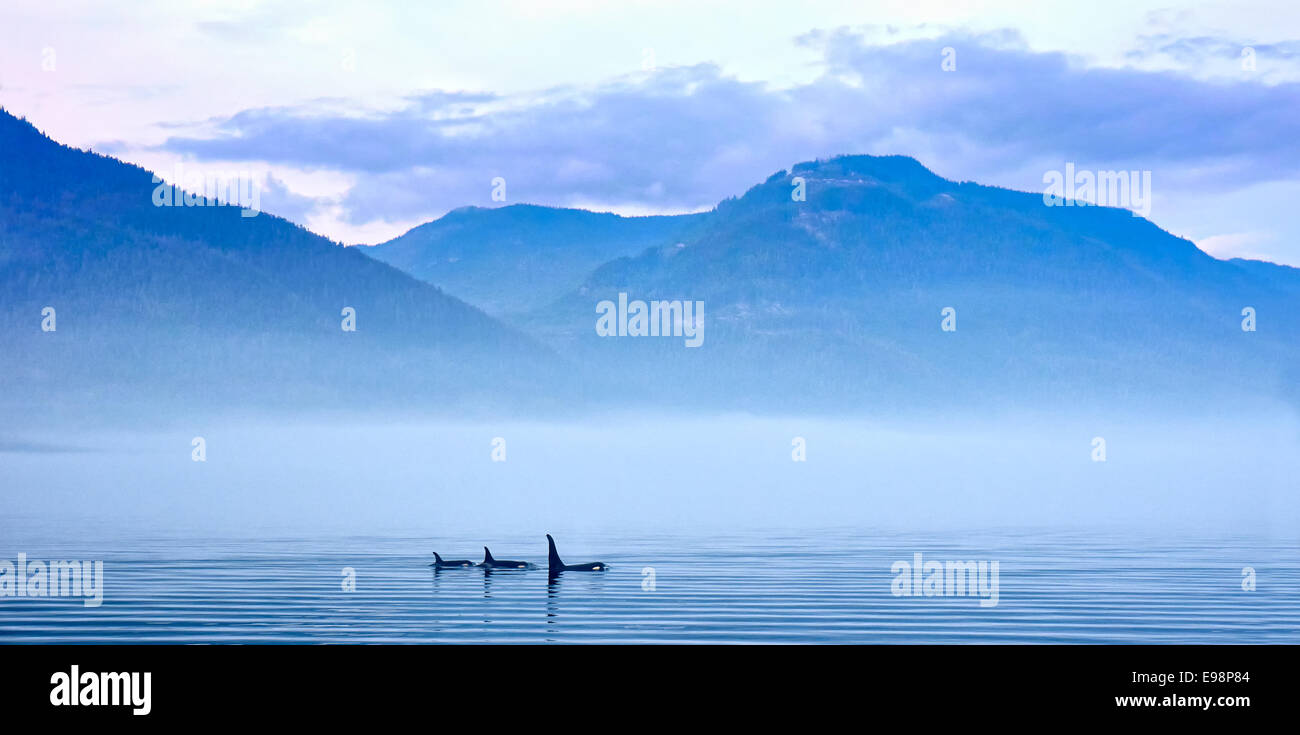 Drei Schwertwale in Berglandschaft auf Vancouver Island, Walbeobachtung Stockfoto