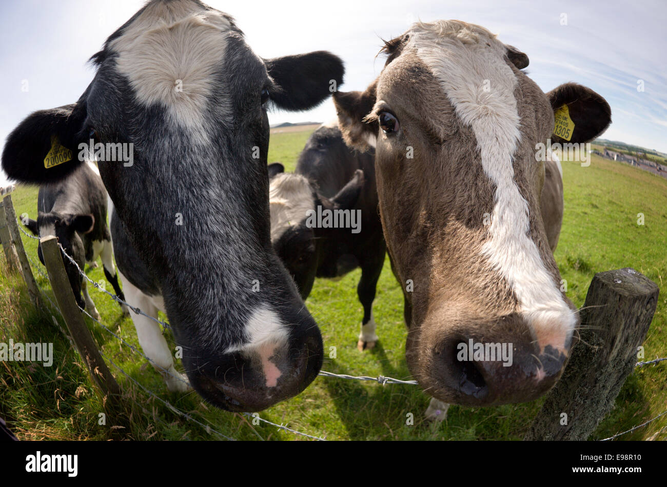 Eine Auswahl an neugierige Rinder lehnen über den Zaun auf Bullers of Buchan in Aberdeenshire, Schottland Stockfoto