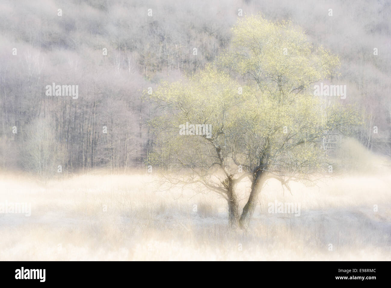 Baum vor einem Wald in einer nebligen Landschaft Stockfoto