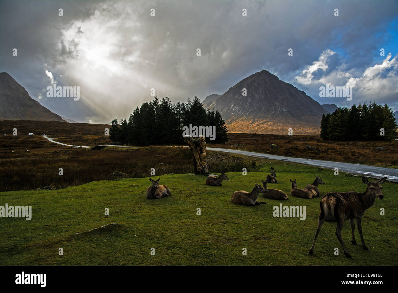 Rothirsch entspannen in Glencoe mit Etive Mor als Kulisse in den schottischen Highlands und ein Sturm der Schliessung in. Stockfoto