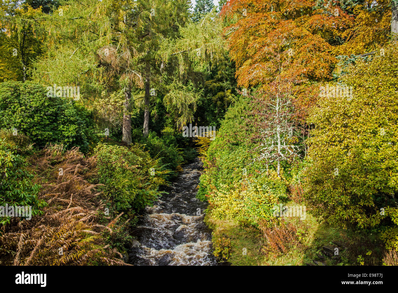 Herbstfarben in schottischen Wäldern mit sanften Fluss Stockfoto