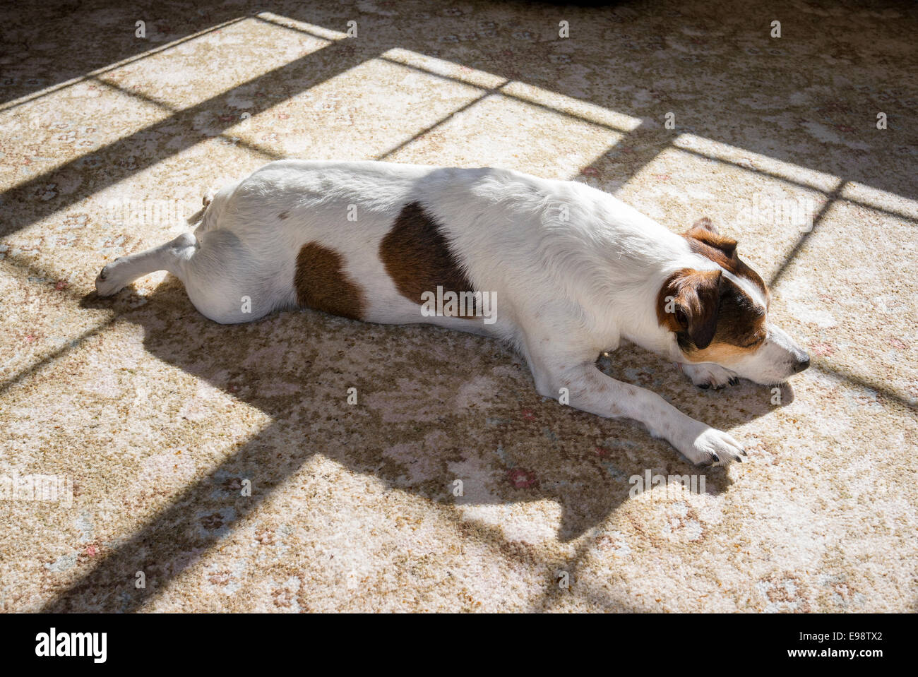 Ein Jack Russell Hund drinnen in einem Pool der Sonne dösen Stockfoto