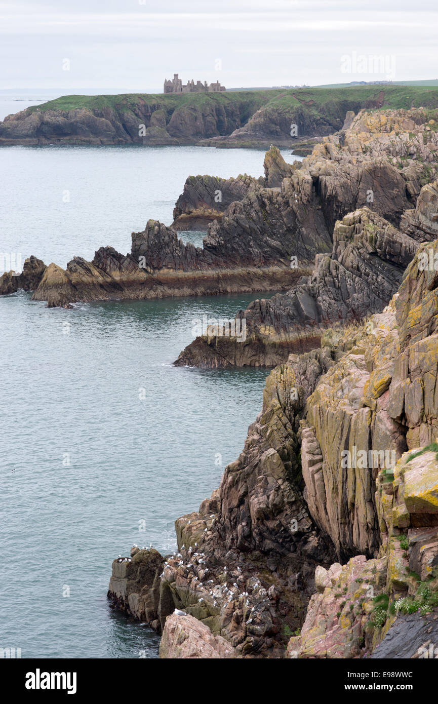 Suche entlang der felsigen Küste North Haven in der Nähe von Bullers Buchan in Richtung fernen Slains castle Stockfoto