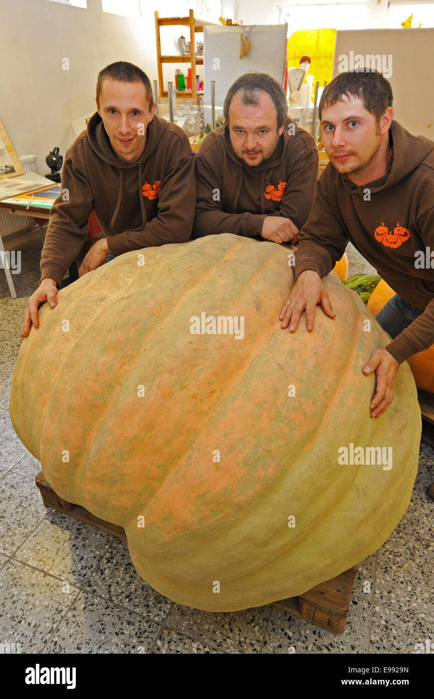 Kürbis-Züchter "Team schwere Ost" mit Martin Baumert (L-R), Martin Teichert und Andreas Baumert Stellen hinter einem 600 Kilogramm wiegen Kürbis in Ludwigsdorf, Deutschland, 7. Oktober 2014. Das Team ist der amtierende deutsche Meister und nahm an der Europameisterschaft in "Kürbis mit einem Gewicht von" in Ludwigsburg. Foto: Matthias Hiekel/dpa Stockfoto