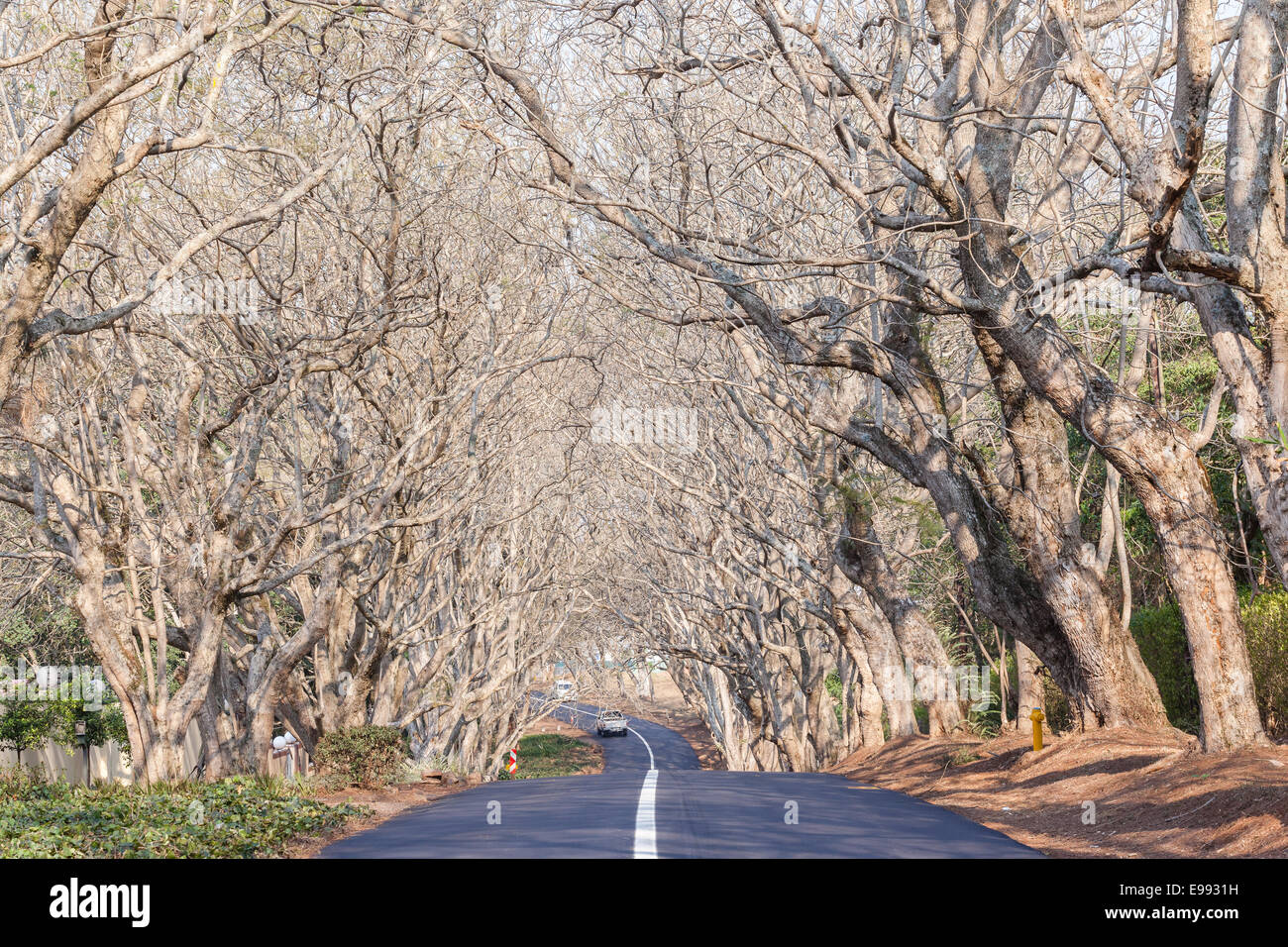 Neue Straßenasphalt Landschaft geteerten Straße weiße durchgezogene Linie mit Bäumen und Hecken in malerischen Wohngegend Stockfoto