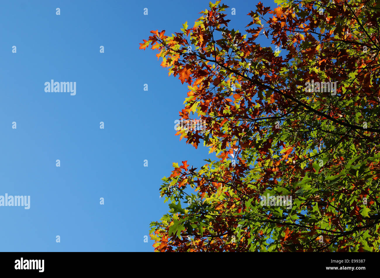 Herbstlaub und blauer Himmel Stockfoto