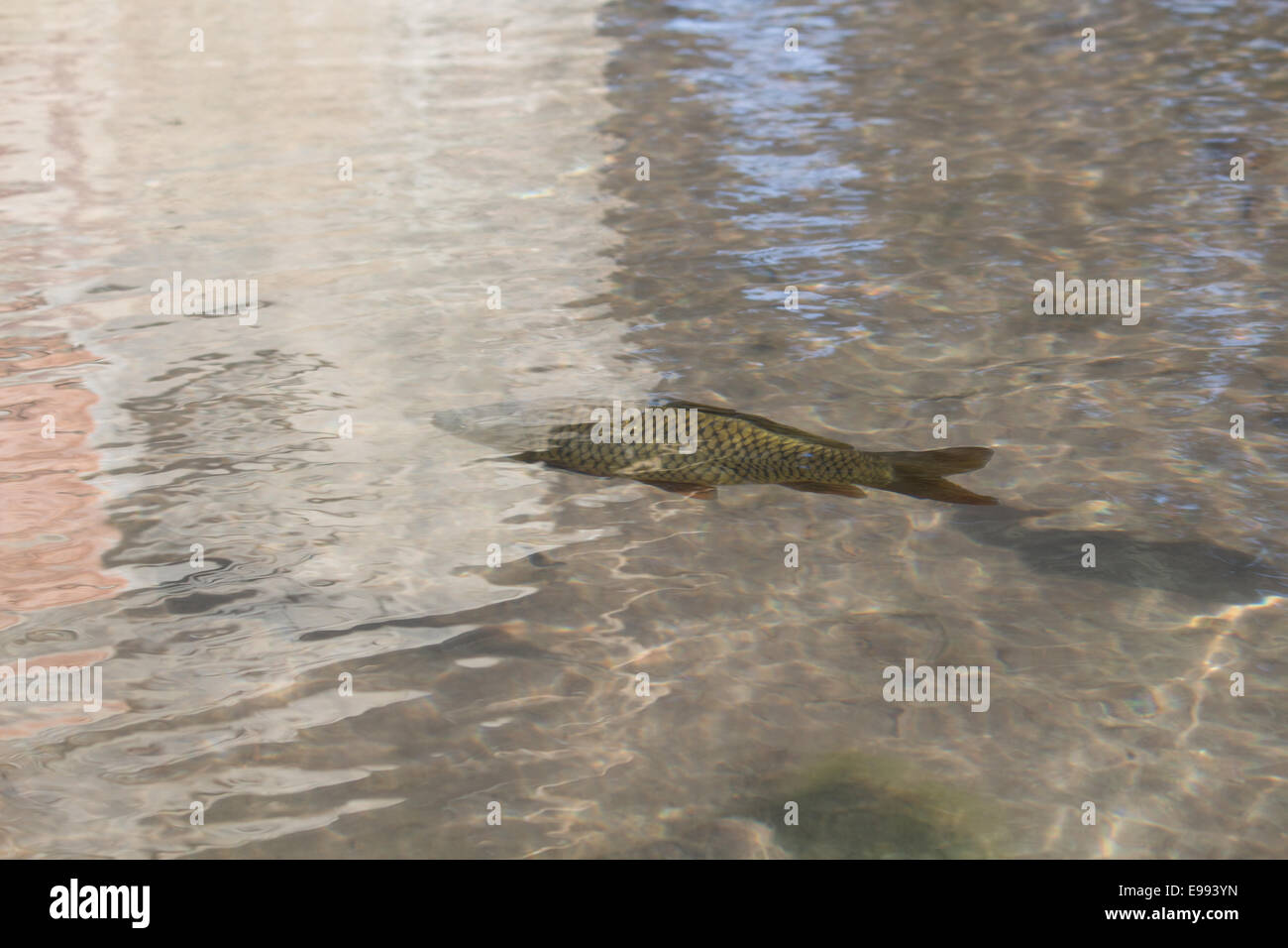 Karpfen im Wasser Stockfoto