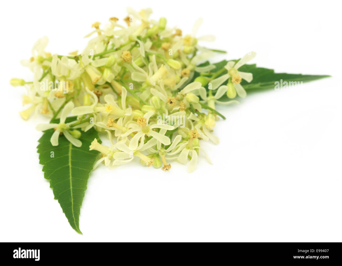 Medizinische Neem Blumen und Blätter auf weißem Hintergrund Stockfoto