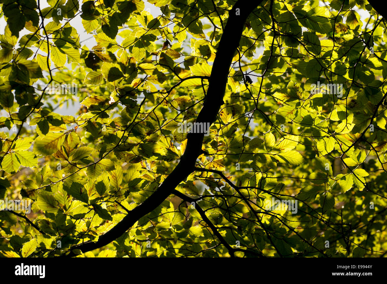 Die grünen, grünen Baldachin von einer Buche genommen im Herbst, kurz bevor die Blätter Farbe geändert Stockfoto