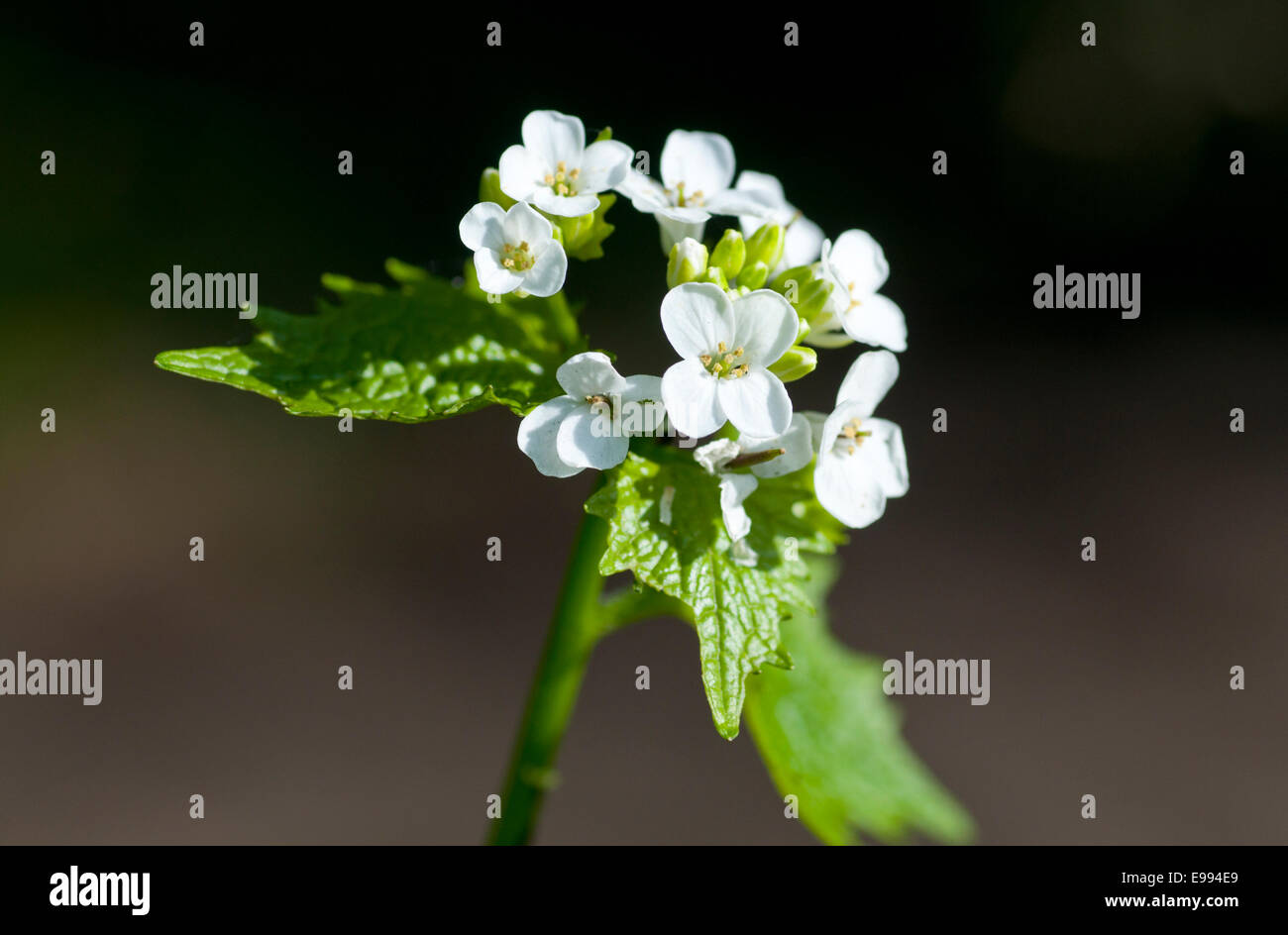 Blüten und Blätter der Knoblauchsrauke (Alliaria Petiolata) vor einem dunklen Hintergrund Stockfoto