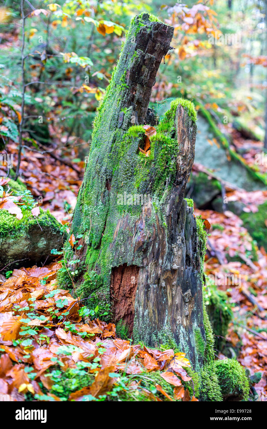 Alten bemoosten faulen Baumstumpf im Wald Stockfoto