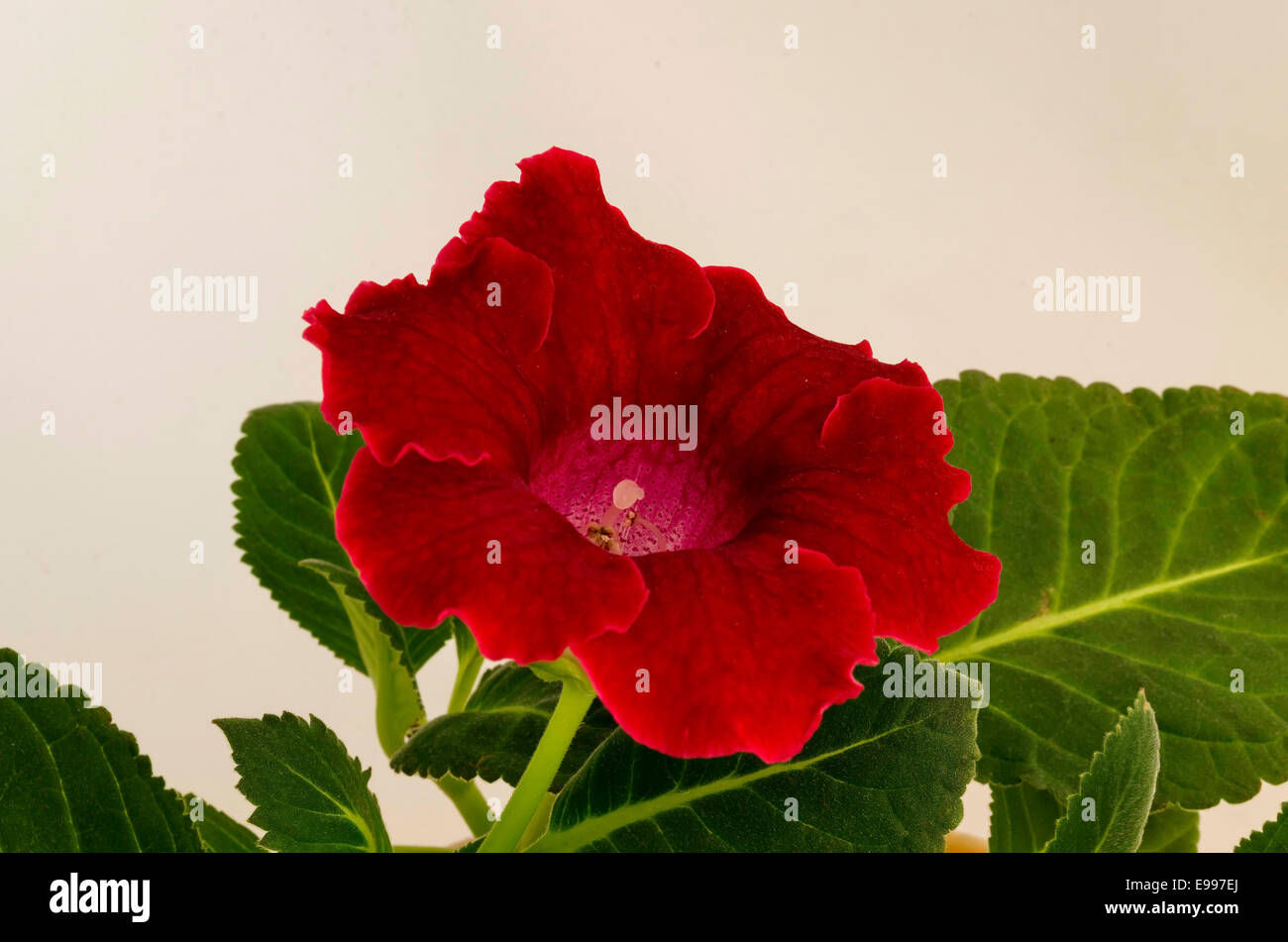 Rot Gloxinia, Sinningia Speciosa Blume hautnah. Stockfoto