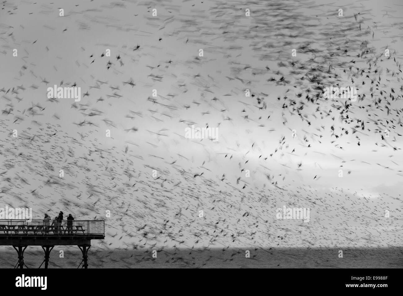 Eine städtische Starling Murmuration über den Pier auf Aberystwyth Promenade. Stockfoto