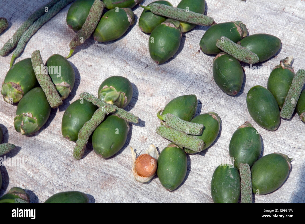 Gekaute betelnuss -Fotos und -Bildmaterial in hoher Auflösung – Alamy