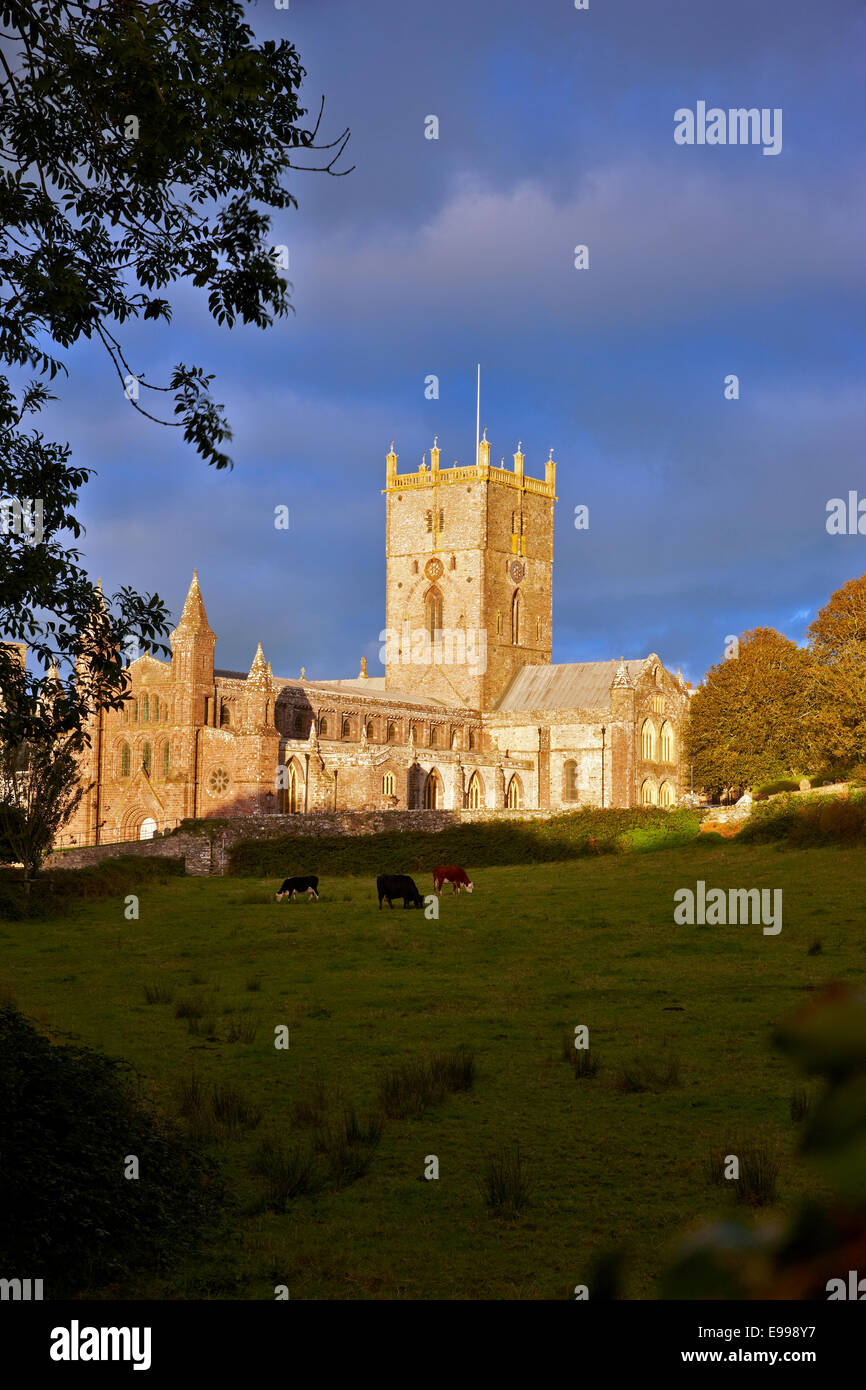 Kathedrale von St. Davids in der Abendsonne, Pembrokeshire Wales UK Stockfoto