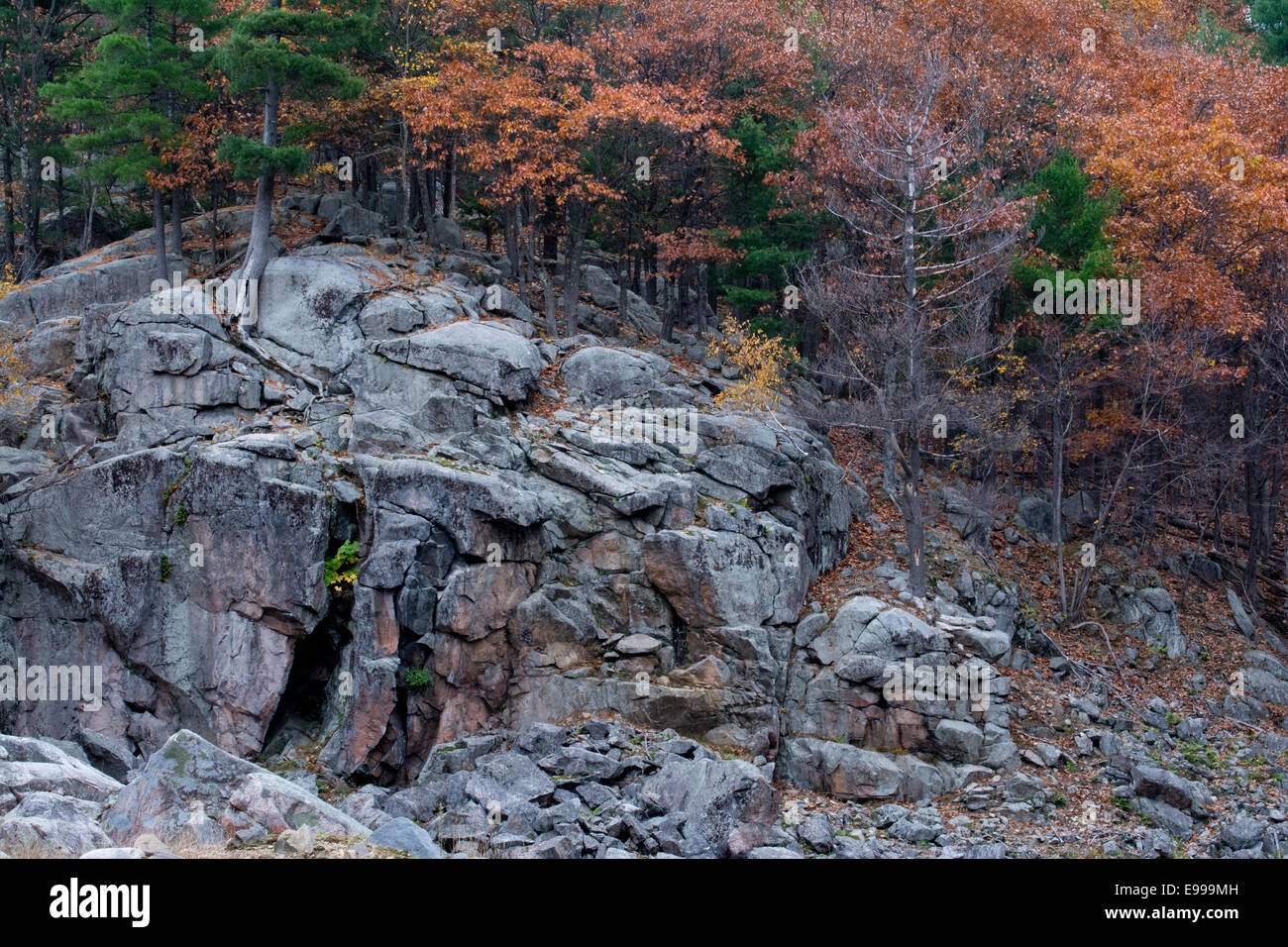 Rock und Herbst Laub in einem kanadischen Wald. Stockfoto