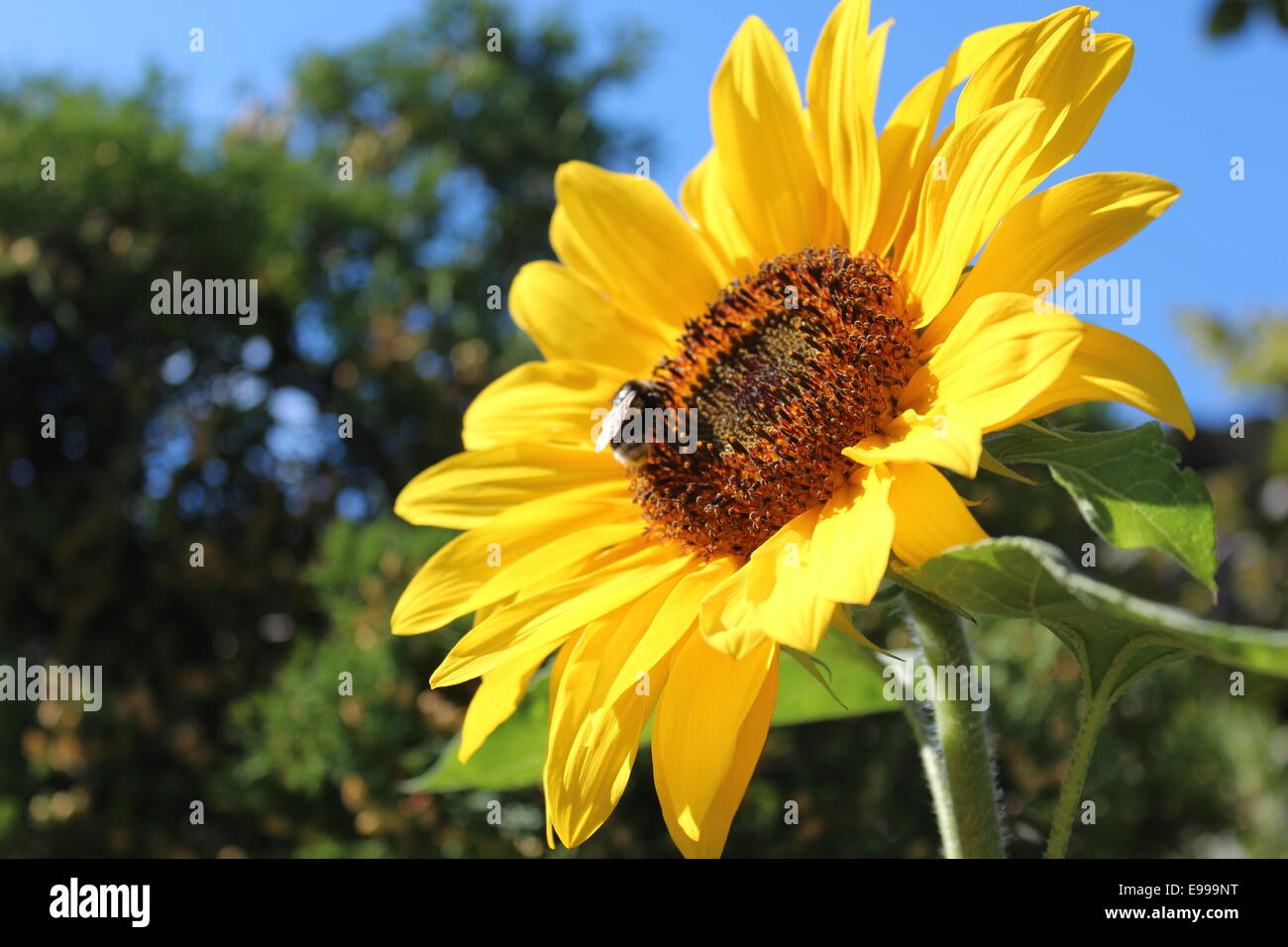 Biene auf A Sonnenblume, Sommerszene, Natur-Bestäubung Stockfoto