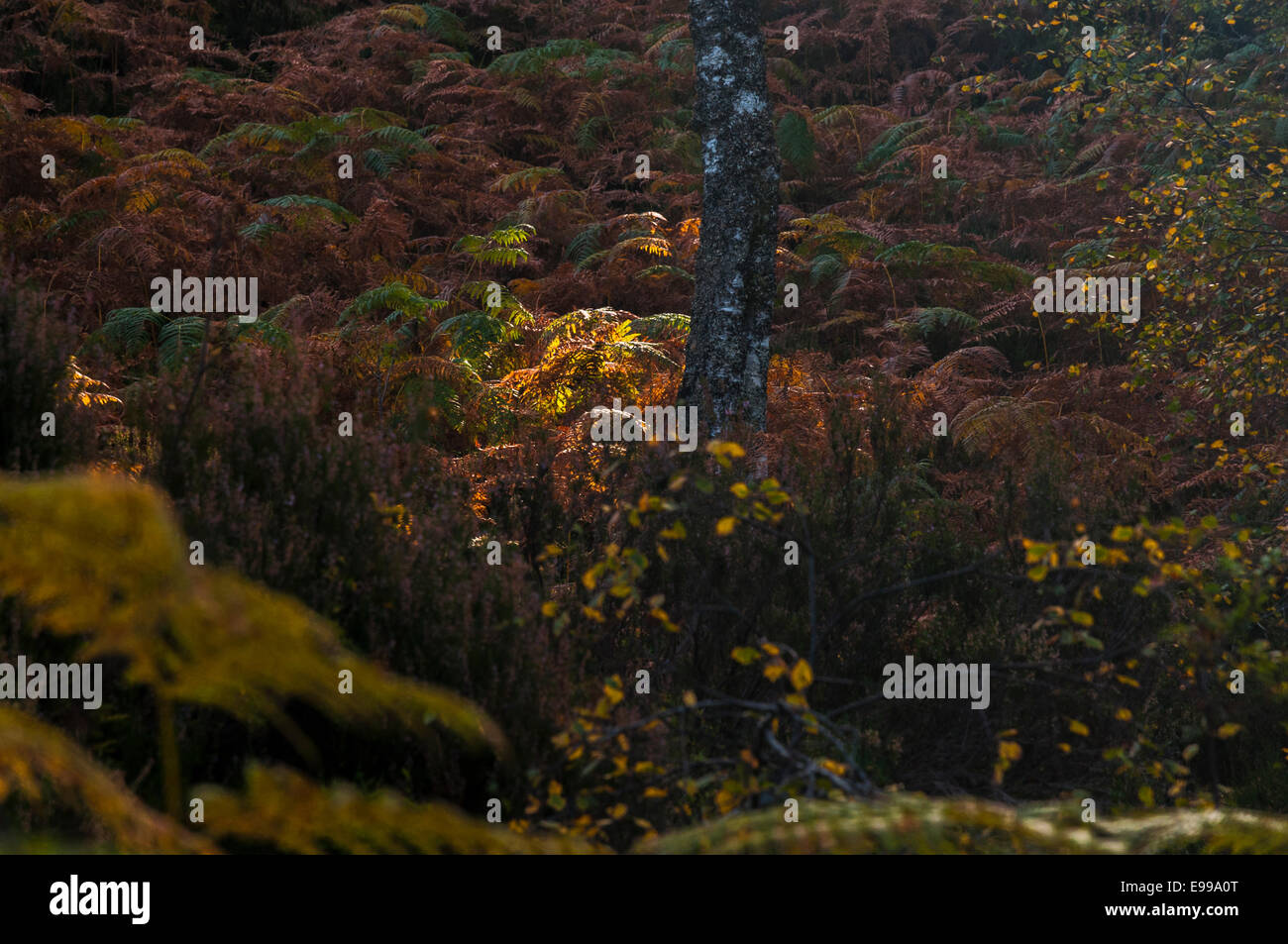 Licht durchdringt die Baumkronen zu Leuchten ein Patch der verfallenden Bracken neben einer Birke in Glen Affric, Schottland Stockfoto