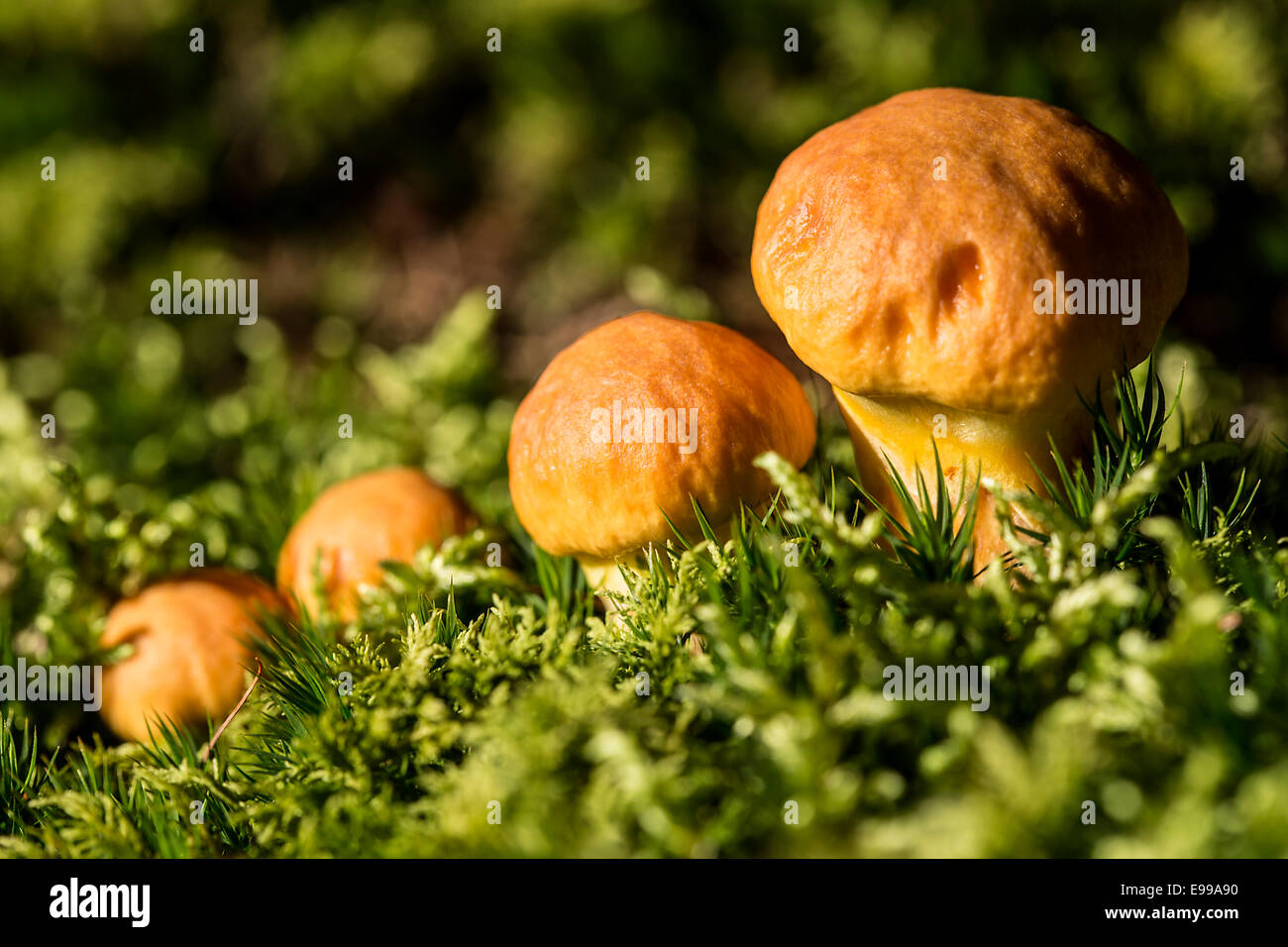 Braune Champignons im Wald zwischen kleinen Tannen Stockfoto