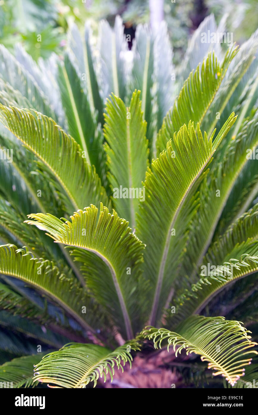 Pflanzenwelt am National Botanic Gardens, Port Moresby, Papua-Neuguinea Stockfoto