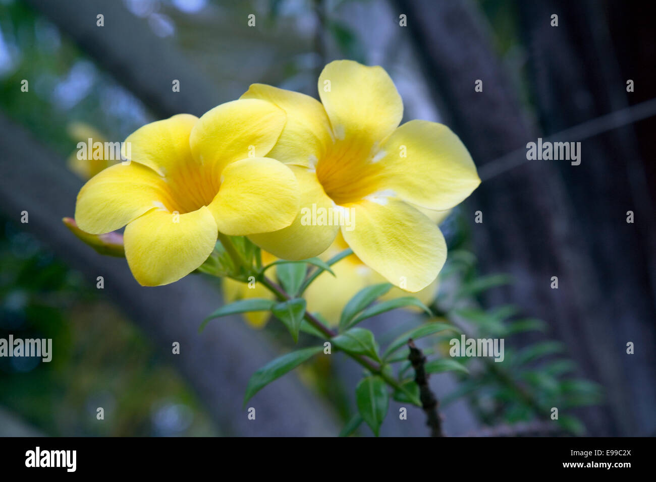 Pflanzenwelt am National Botanic Gardens, Port Moresby, Papua-Neuguinea Stockfoto