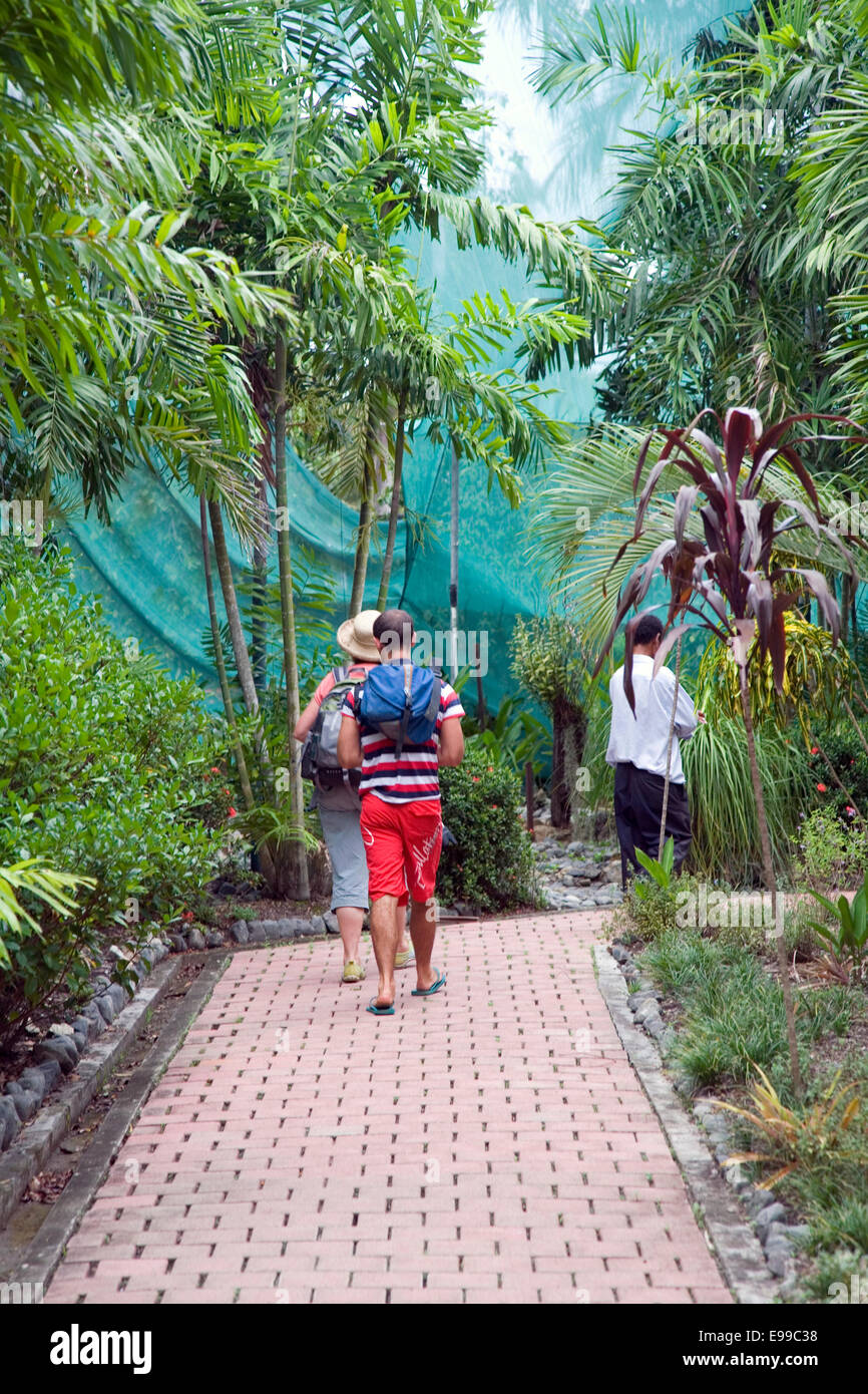 Pflanzenwelt am National Botanic Gardens, Port Moresby, Papua-Neuguinea Stockfoto