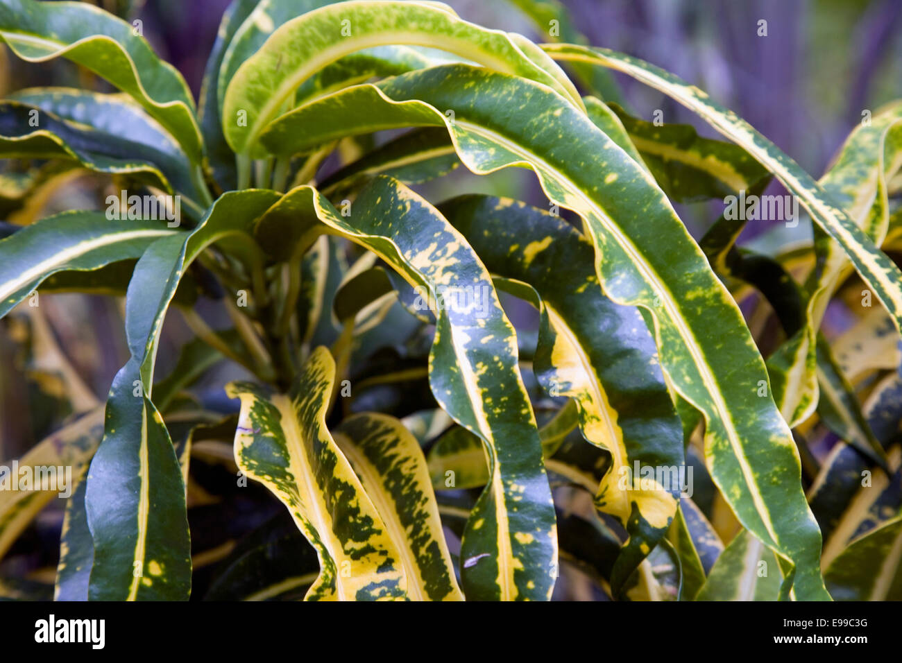 Pflanzenwelt am National Botanic Gardens, Port Moresby, Papua-Neuguinea Stockfoto