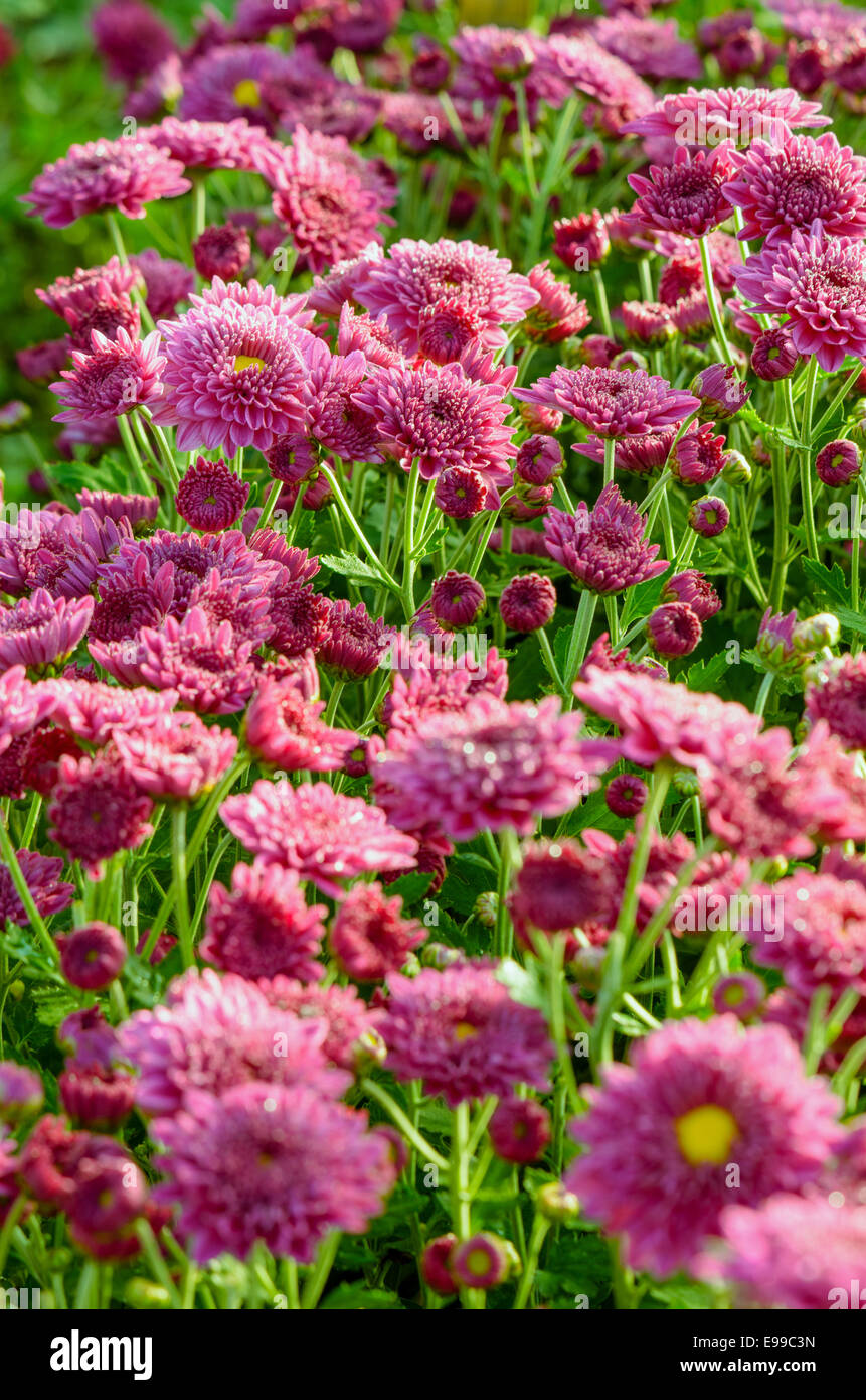 Magenta Chrysantheme Morifolium Blumen Garten am Berg Doi Inthanon in der Provinz Chiang Mai in Thailand. Stockfoto