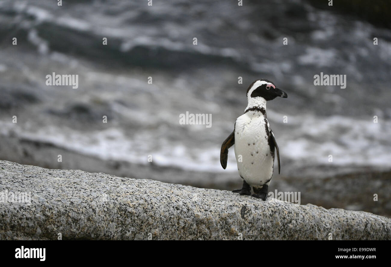 Afrikanischer Penguin in den Dämmerungen. Afrikanische Pinguin (Spheniscus Demersus), Nationalpark, Felsbrocken, Südafrika Stockfoto