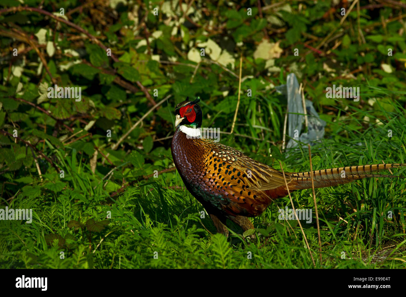 Ring Hals Fasan Phasianus colchicus Stockfoto