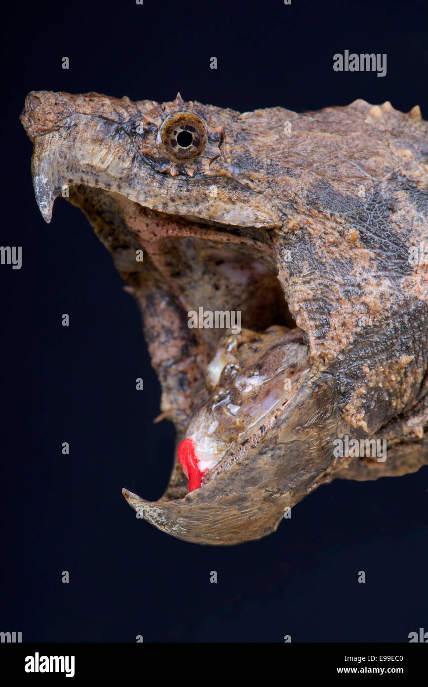 Alligator Schnappschildkröte / Macrochelys Temminckii Stockfoto