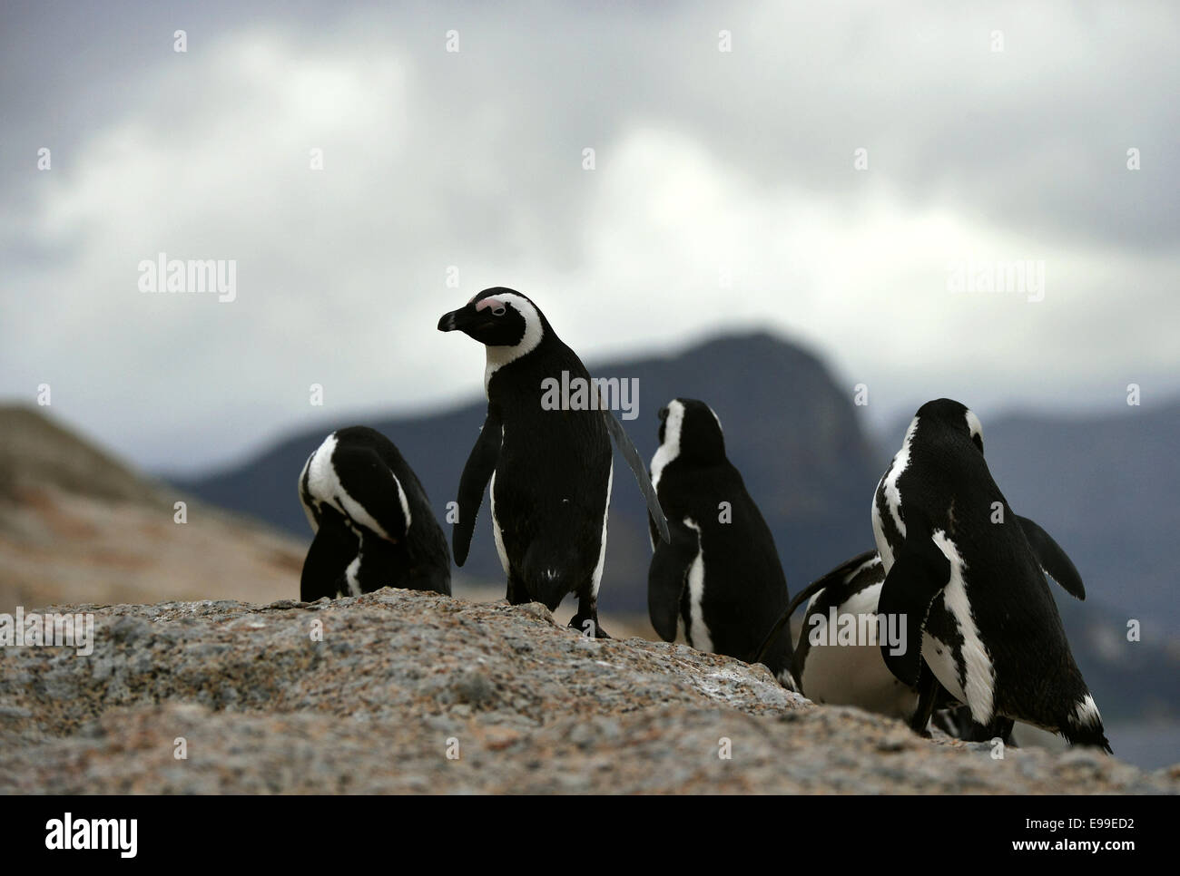 Afrikanische Pinguine in Dämmerungen auf den Felsen. Afrikanische Pinguin (Spheniscus Demersus), Nationalpark, Felsbrocken, Südafrika Stockfoto