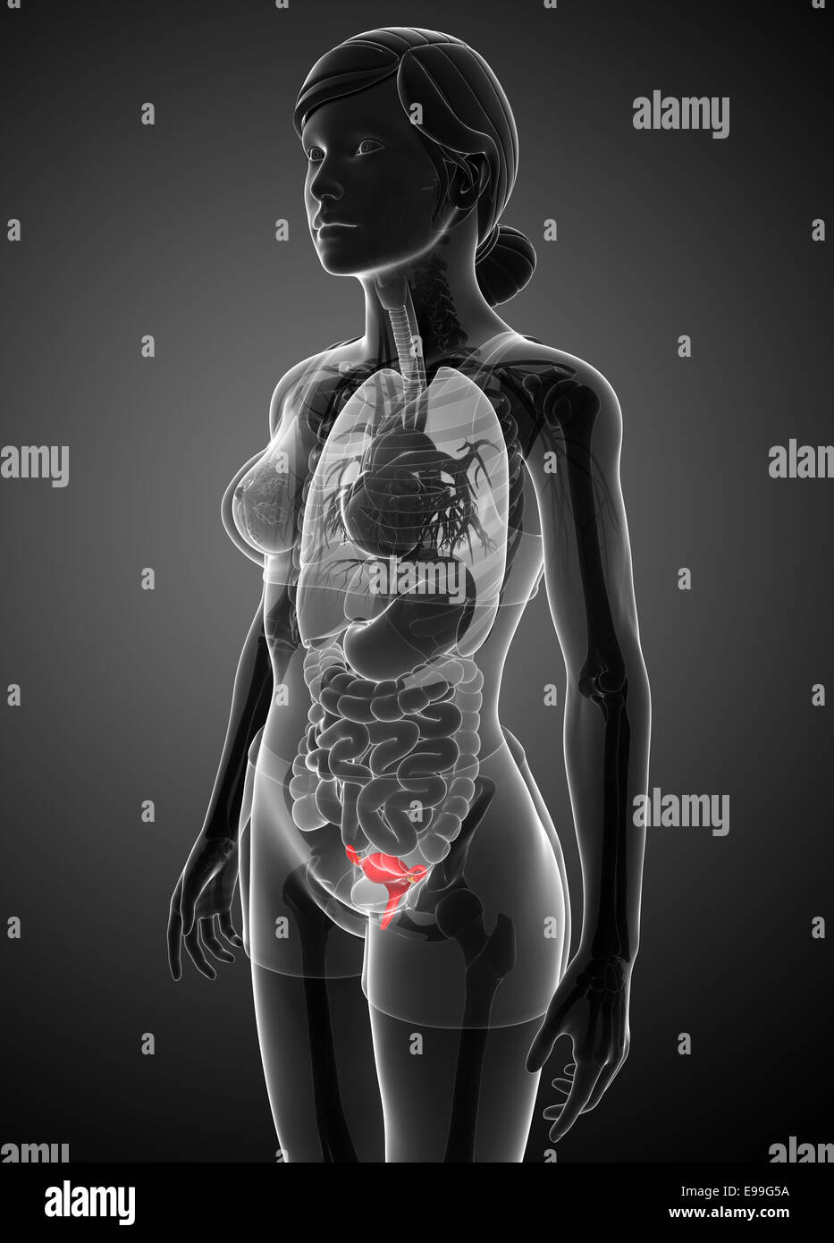Darstellung der weiblichen Gebärmutter Anatomie Stockfoto