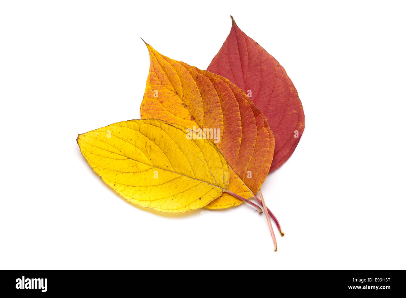 Herbstlaub auf weißem Hintergrund. Stockfoto