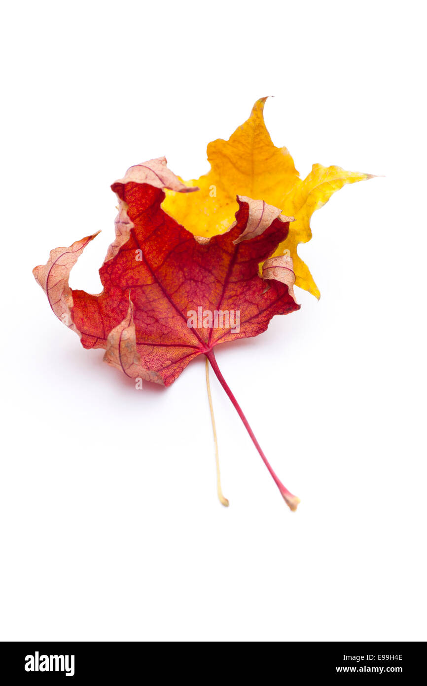 trockenes Herbstlaub auf weißem Hintergrund. Stockfoto